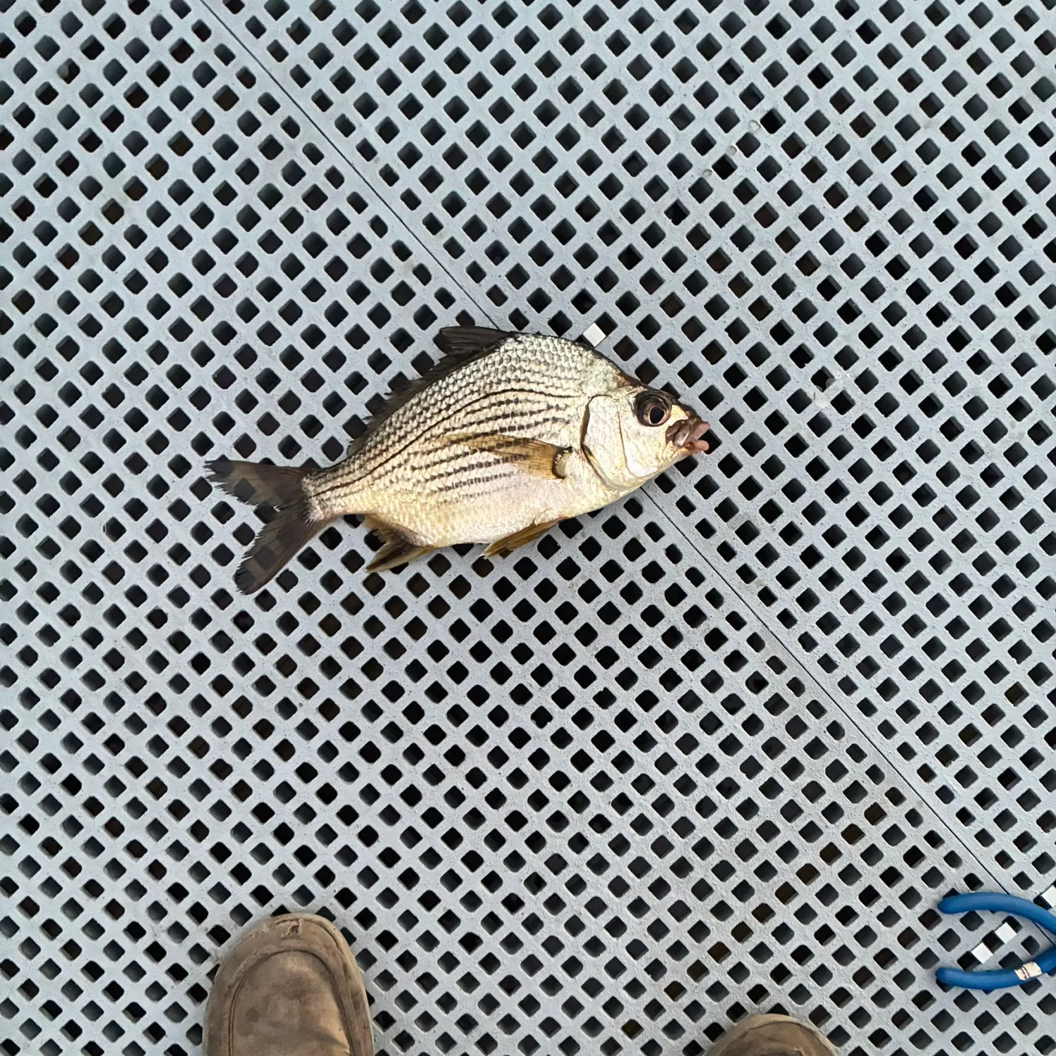 Striped mojarra caught on Fishbrain