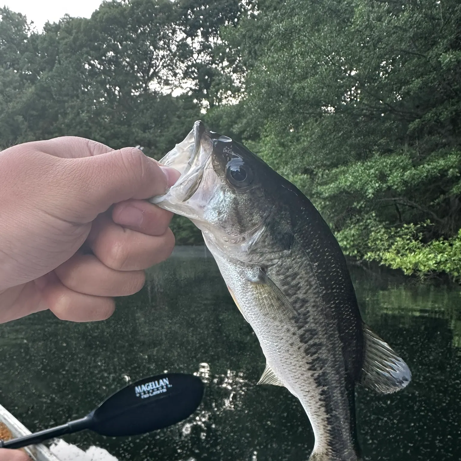 The most recent Largemouth bass catches on Fishbrain