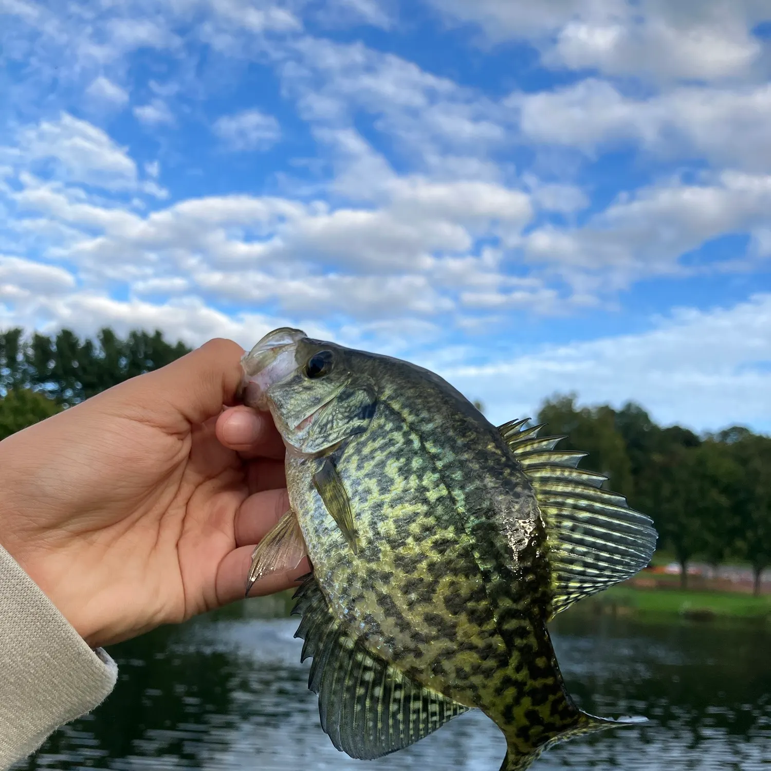 Black crappie caught on Fishbrain