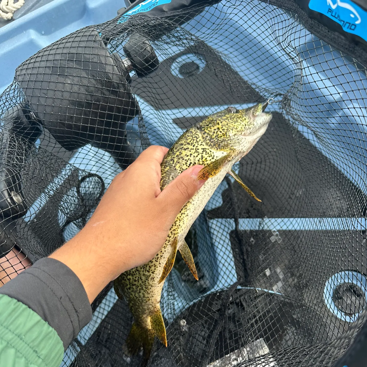 Northern pike caught on Fishbrain