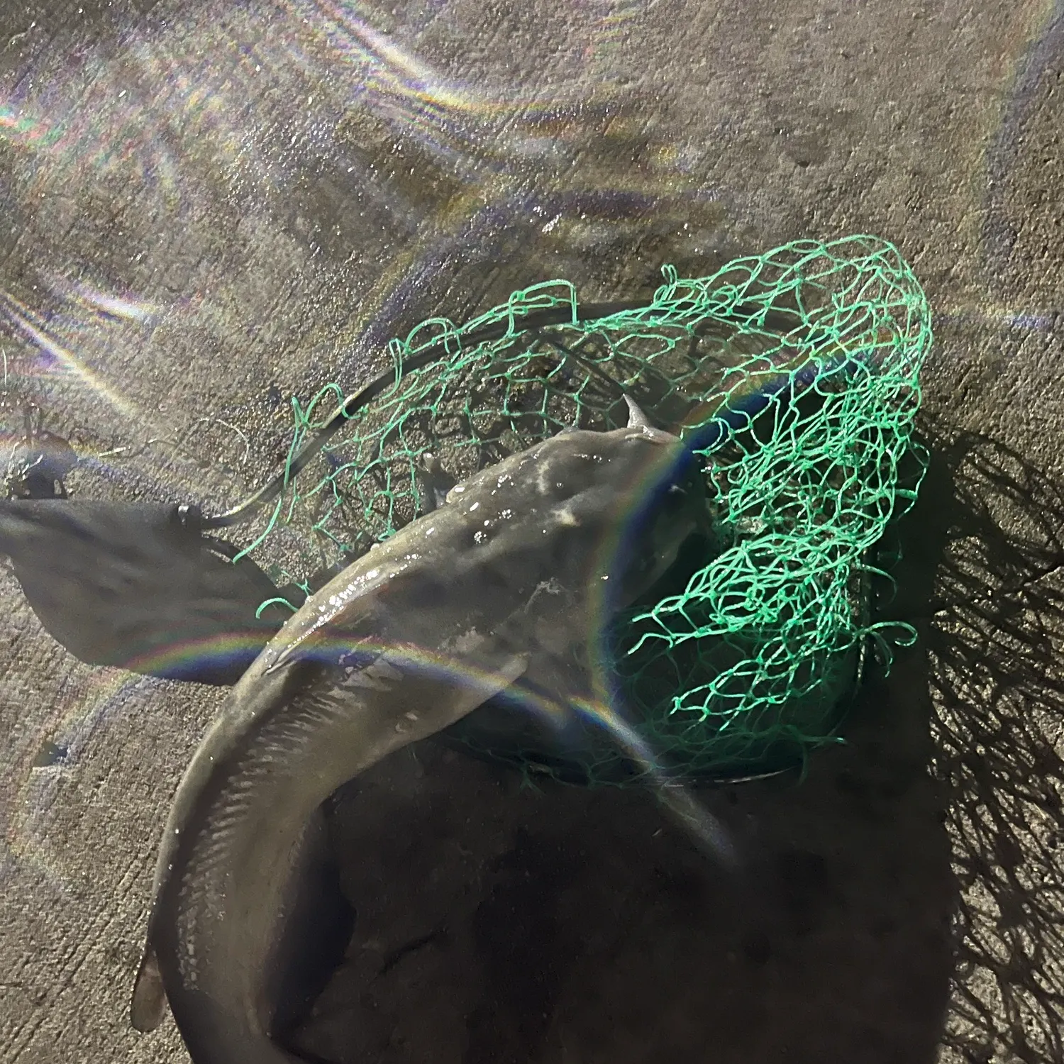 Channel catfish caught on Fishbrain