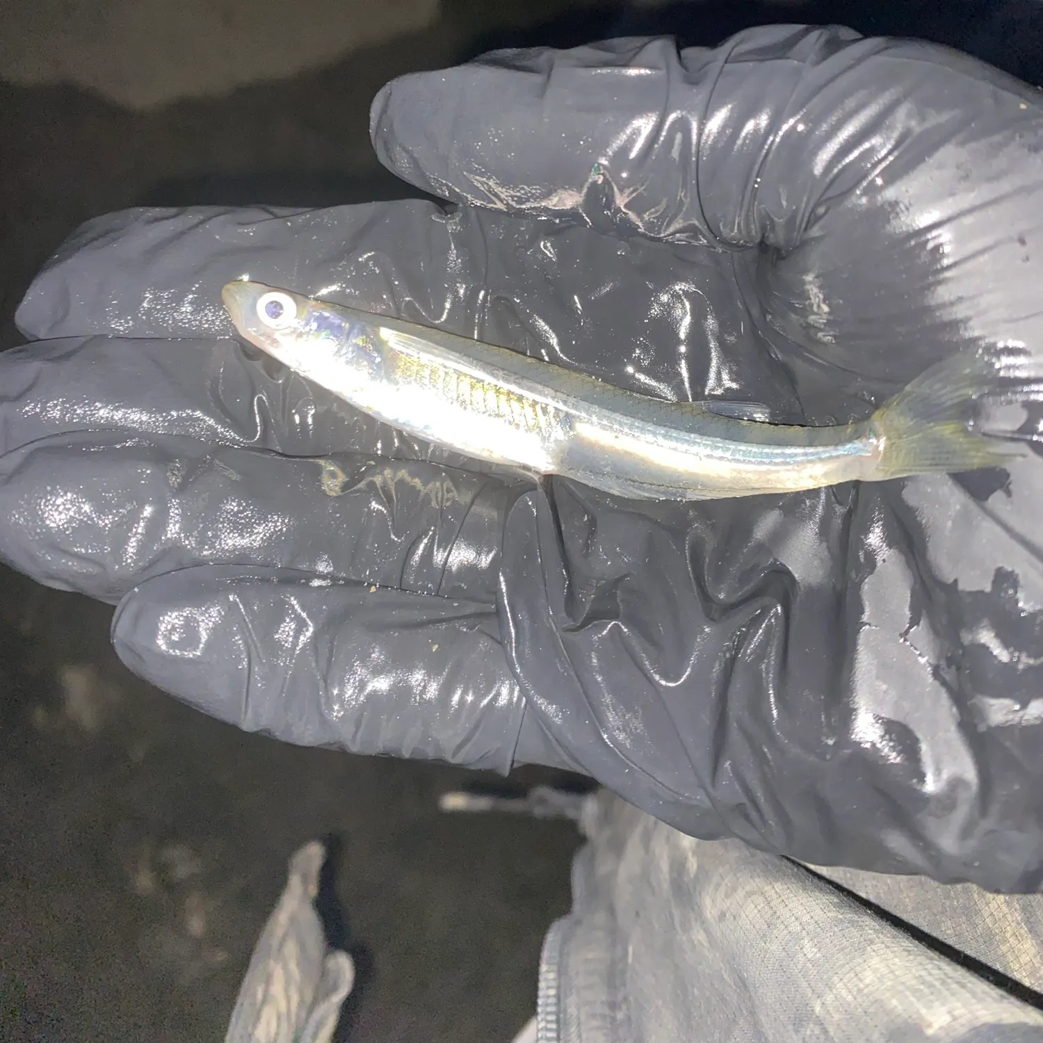 The most recent Atlantic silverside catches on Fishbrain