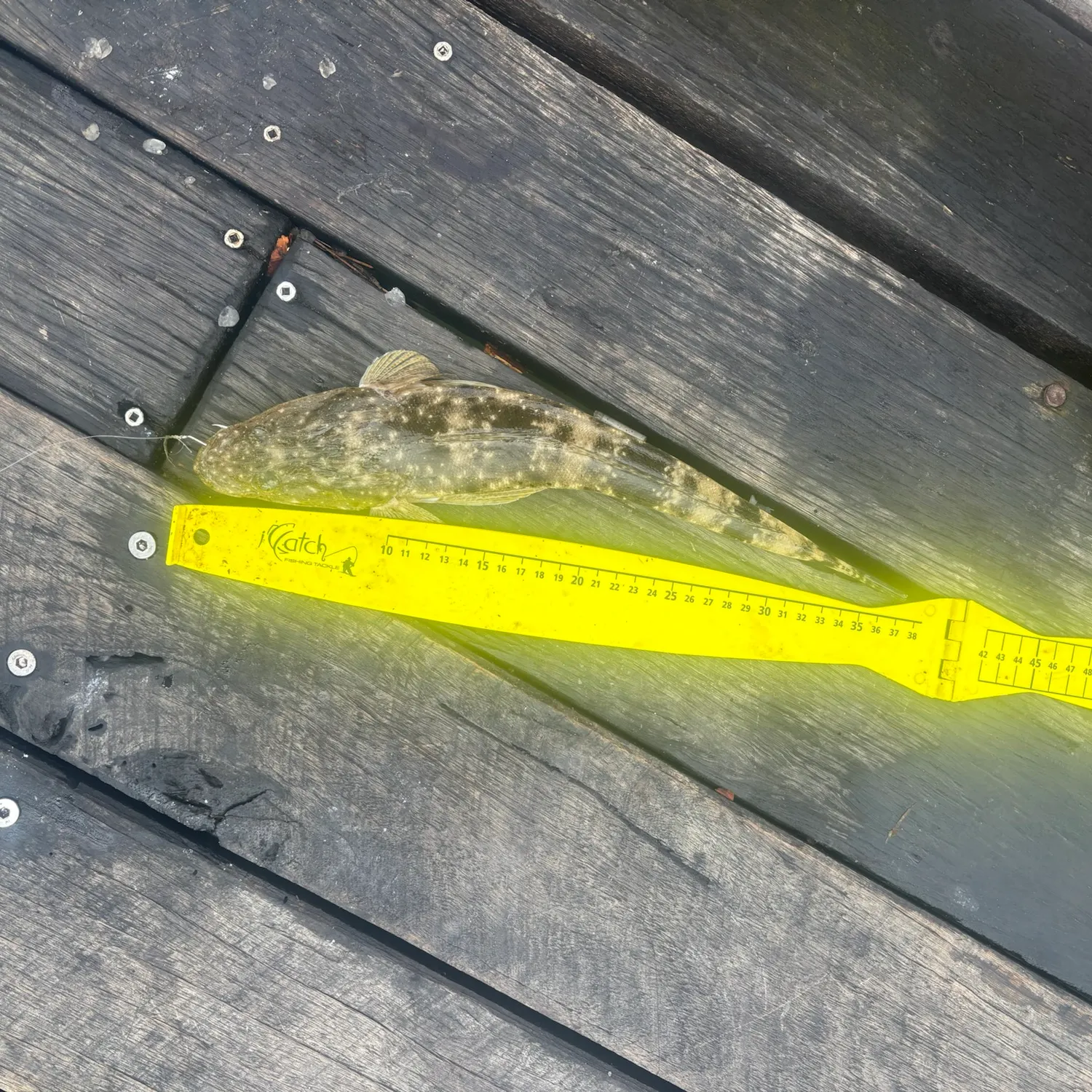 Fish caught on Fishbrain