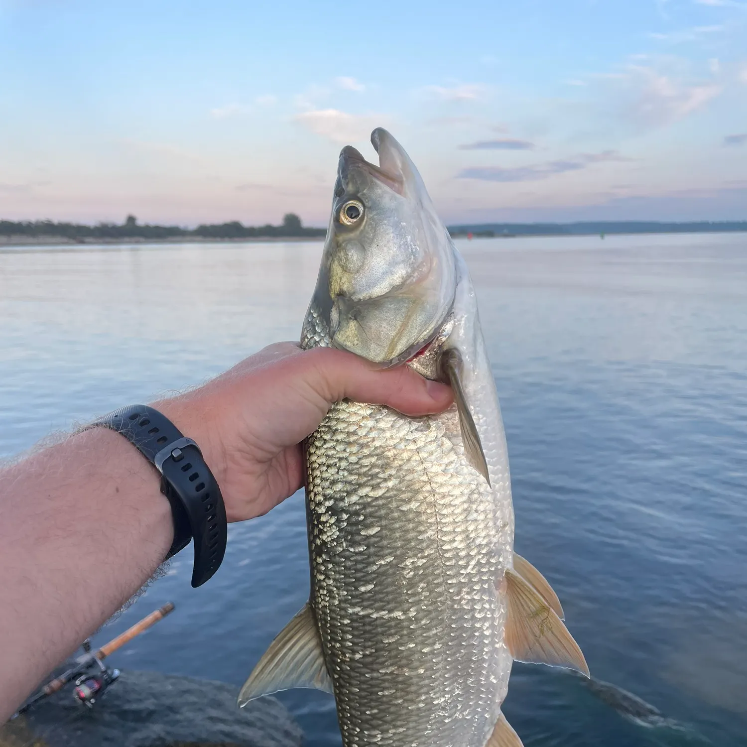 The most recent Asp catches on Fishbrain