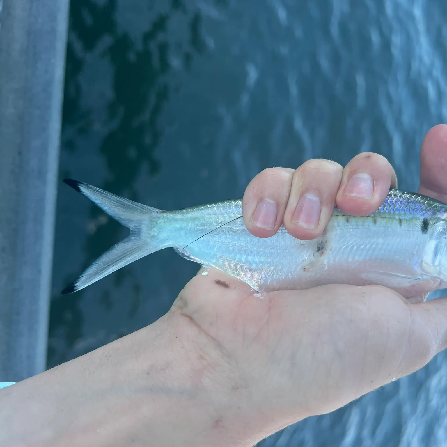 The most recent Atlantic thread herring catches on Fishbrain