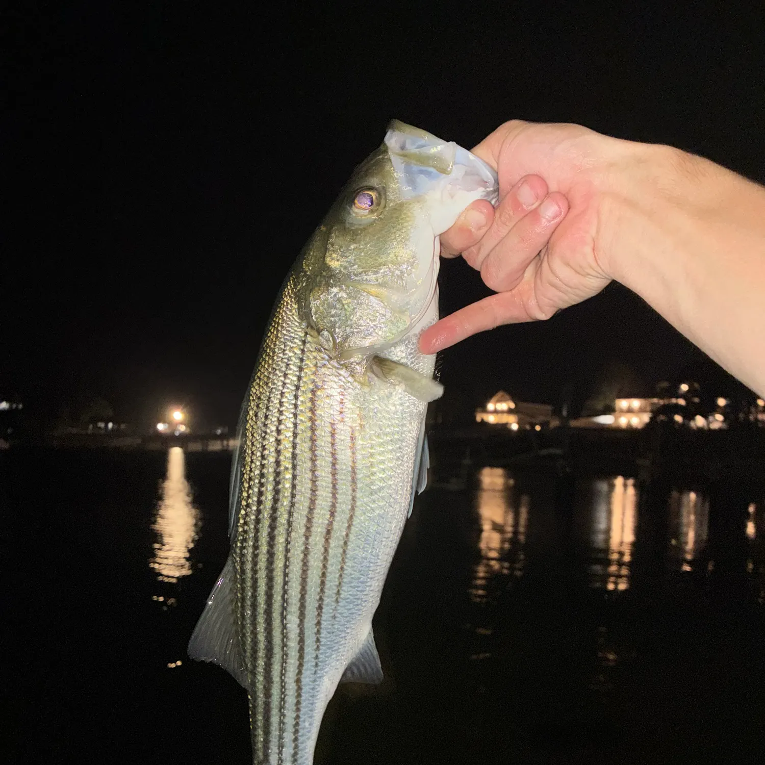 Striped bass caught on Fishbrain