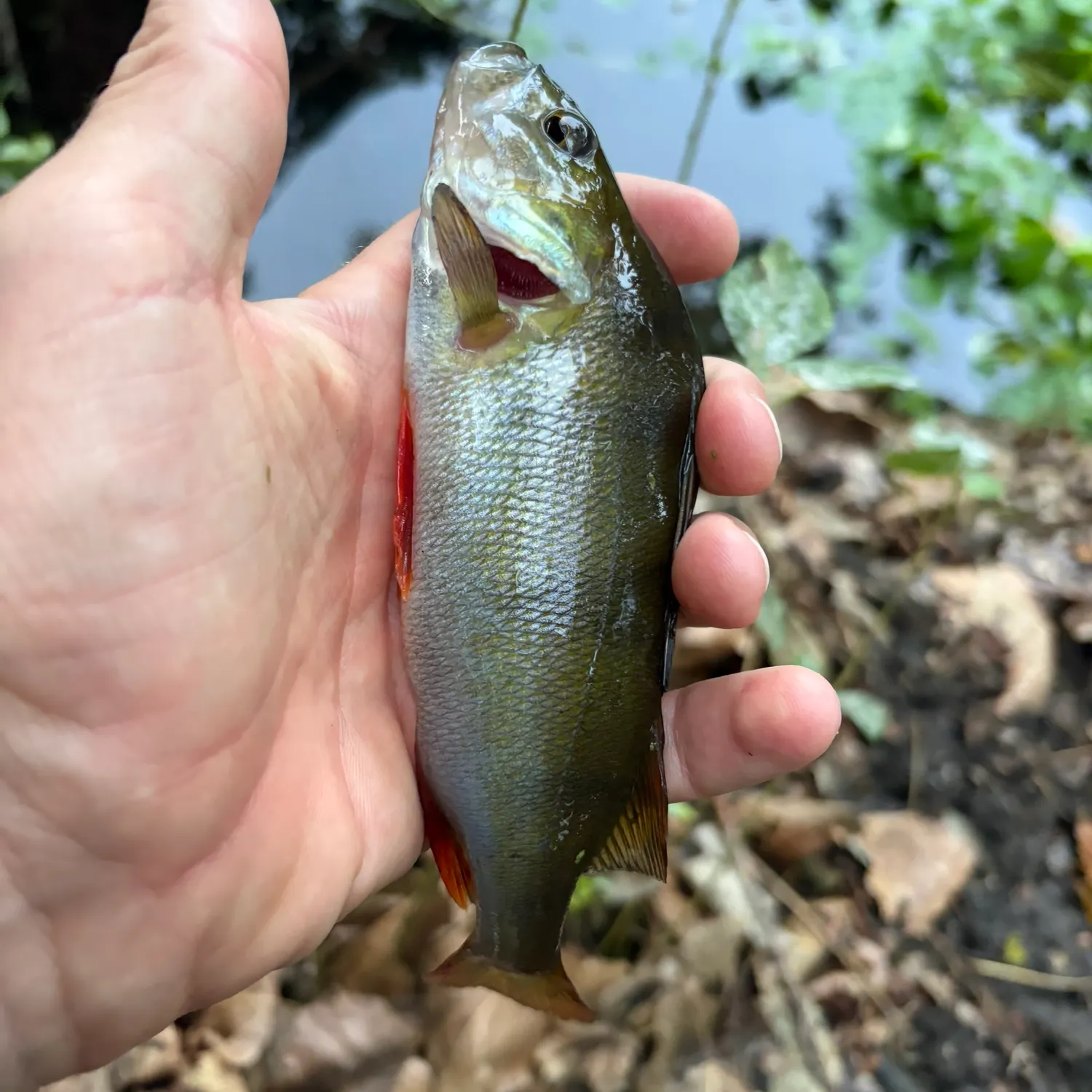 European perch caught on Fishbrain
