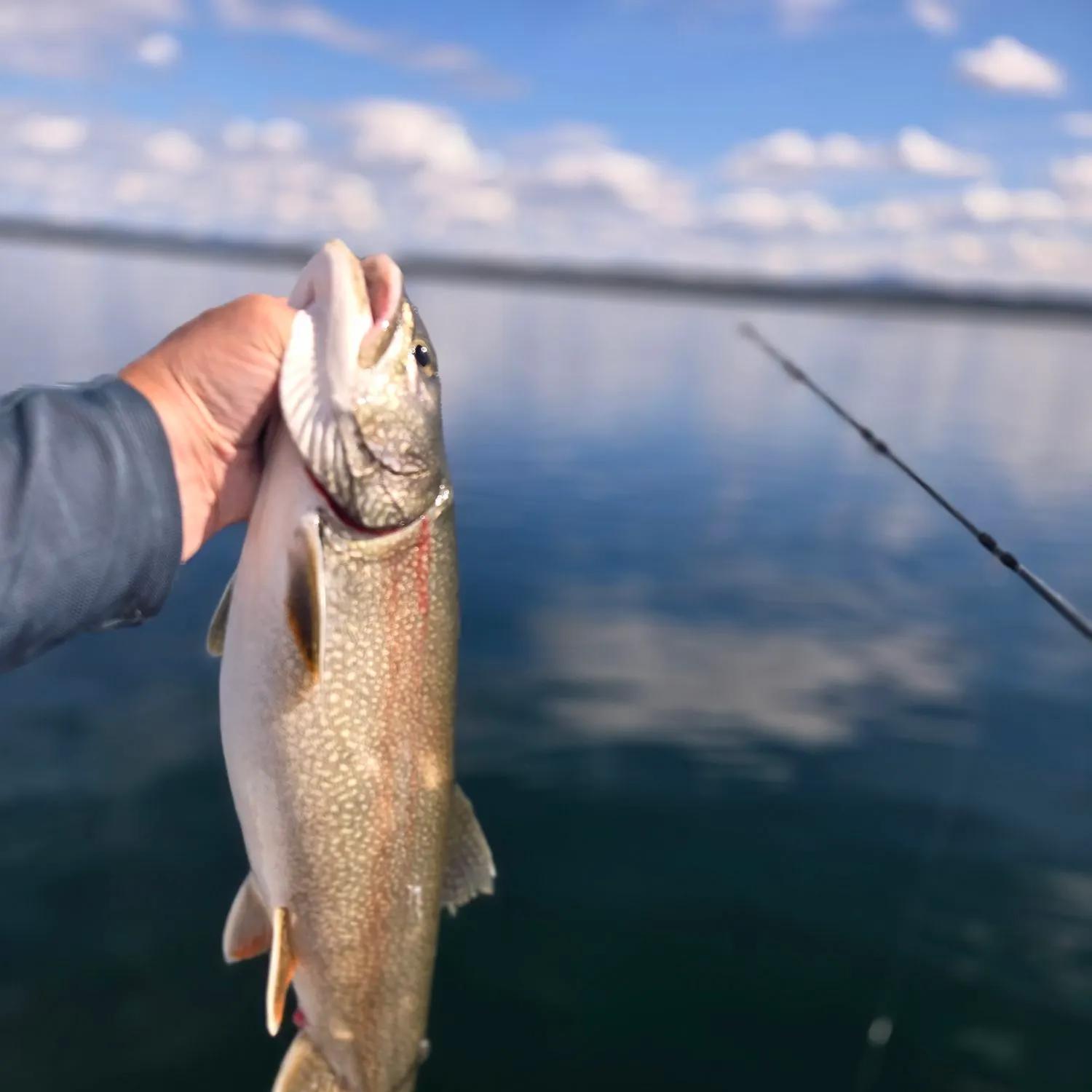 Fish caught on Fishbrain