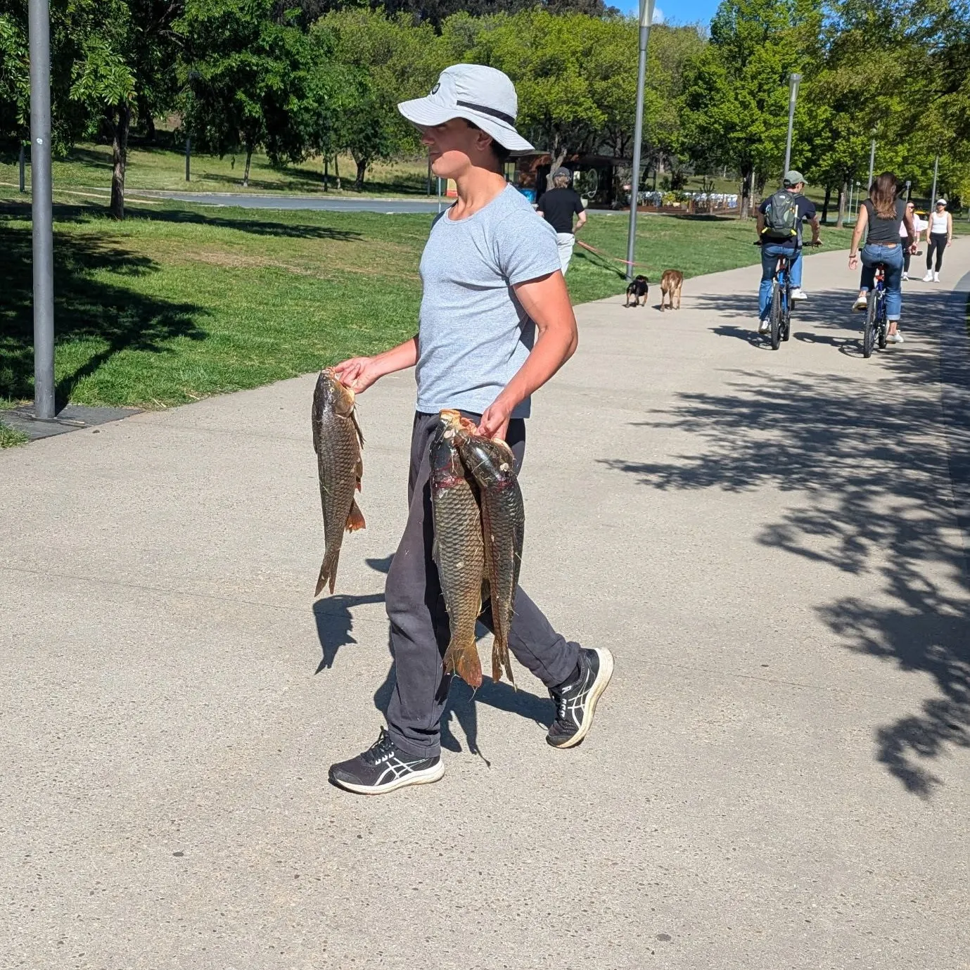 The most recent Common carp catches on Fishbrain