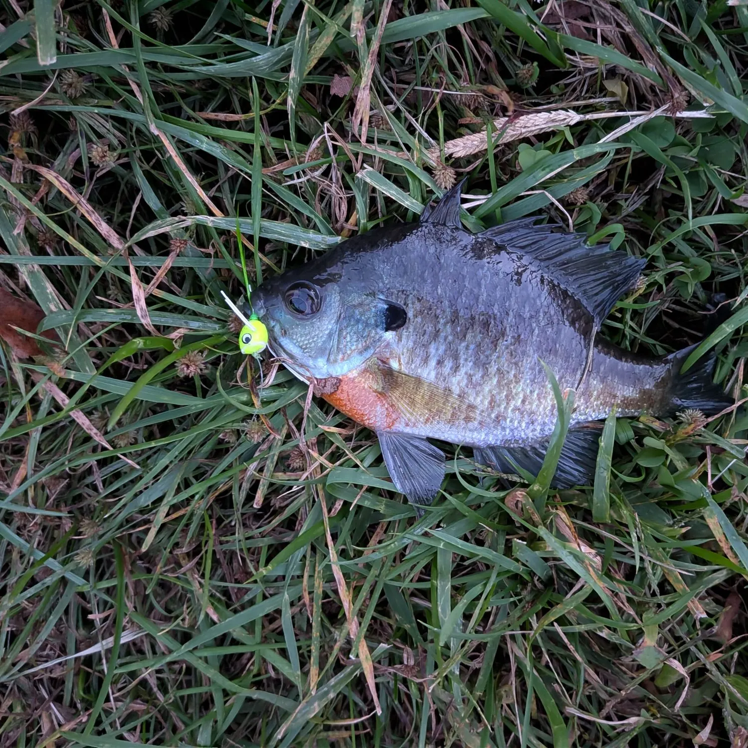 Bluegill caught on Fishbrain