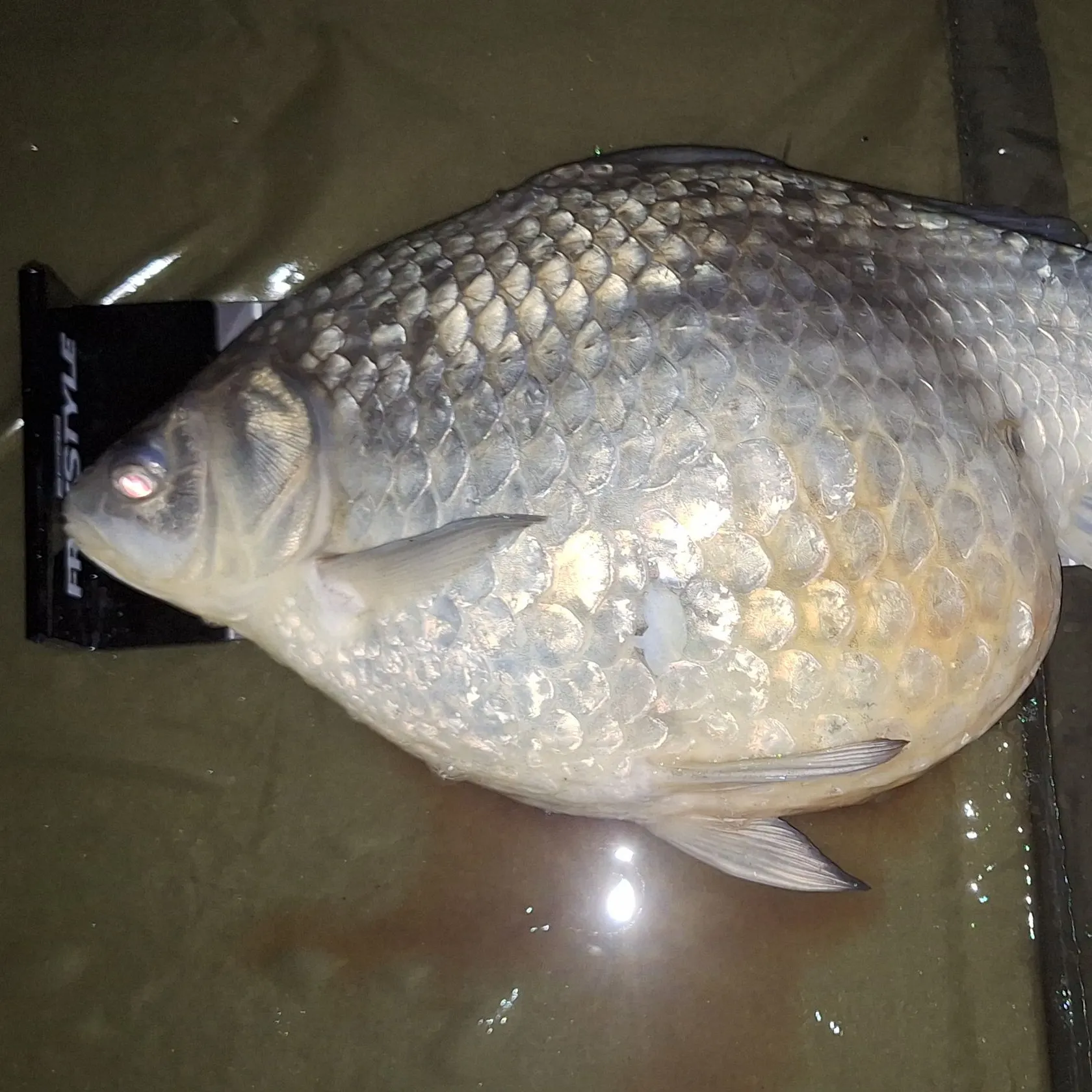 The most recent Prussian carp catches on Fishbrain