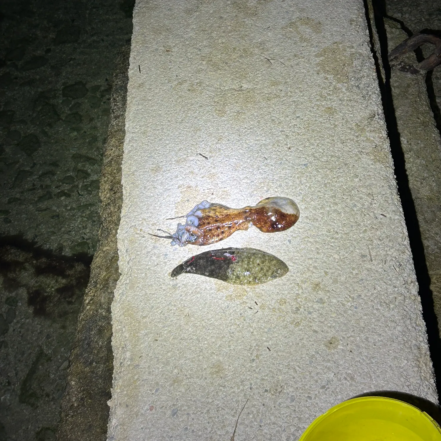 The most recent Stone Flounder catches on Fishbrain