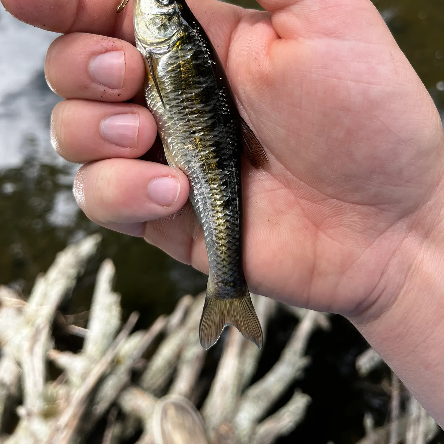 Common shiner caught on Fishbrain