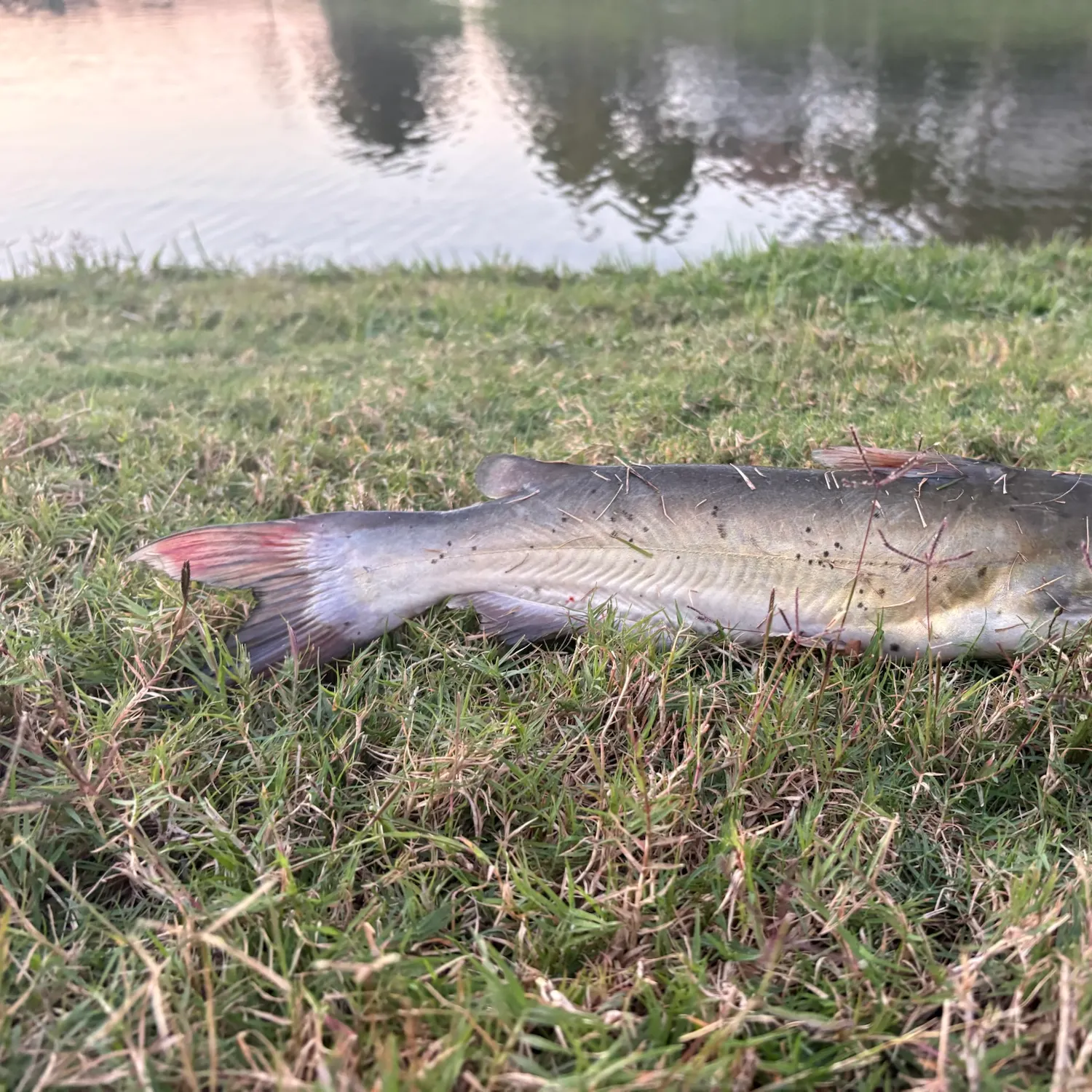 Channel catfish caught on Fishbrain