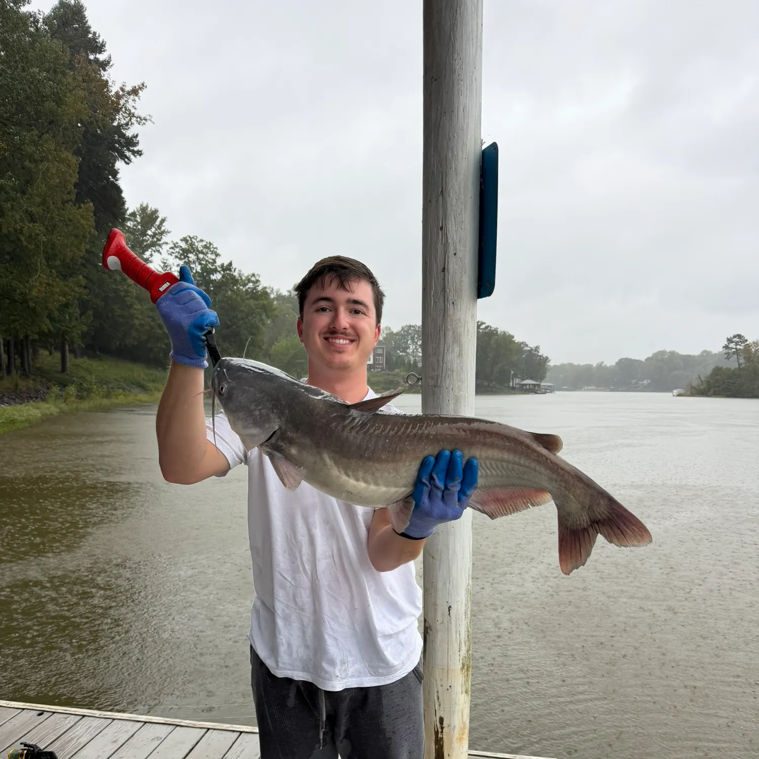 Blue catfish caught on Fishbrain
