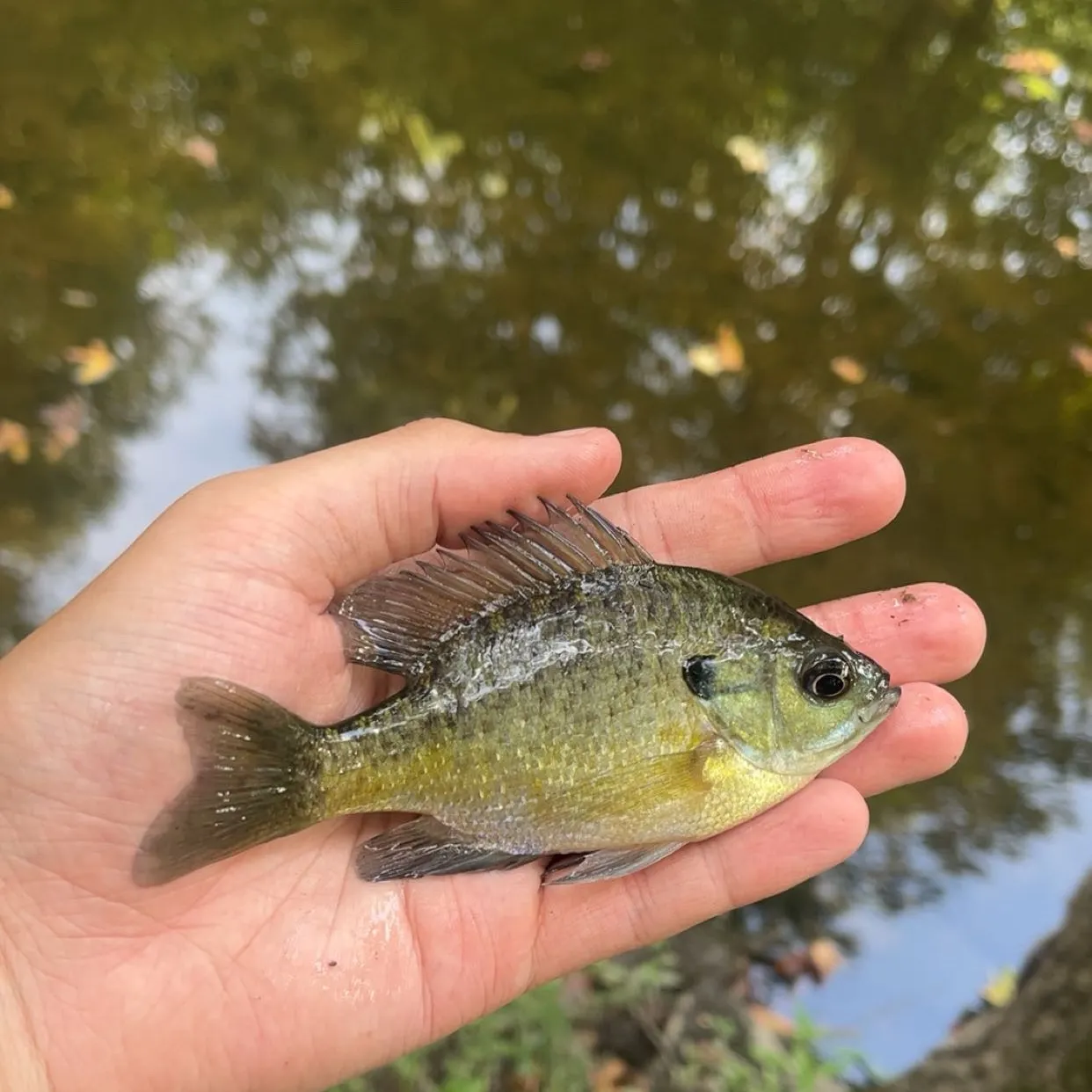 Bluegill caught on Fishbrain