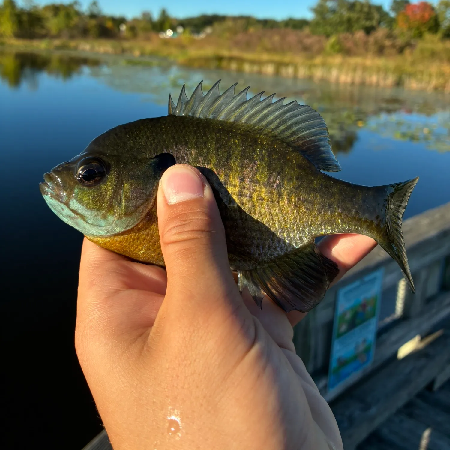 Bluegill caught on Fishbrain