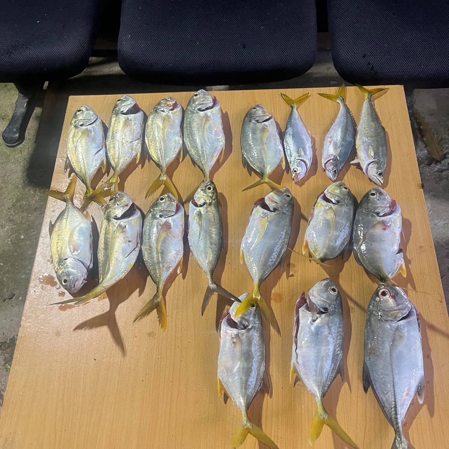 recently logged catches