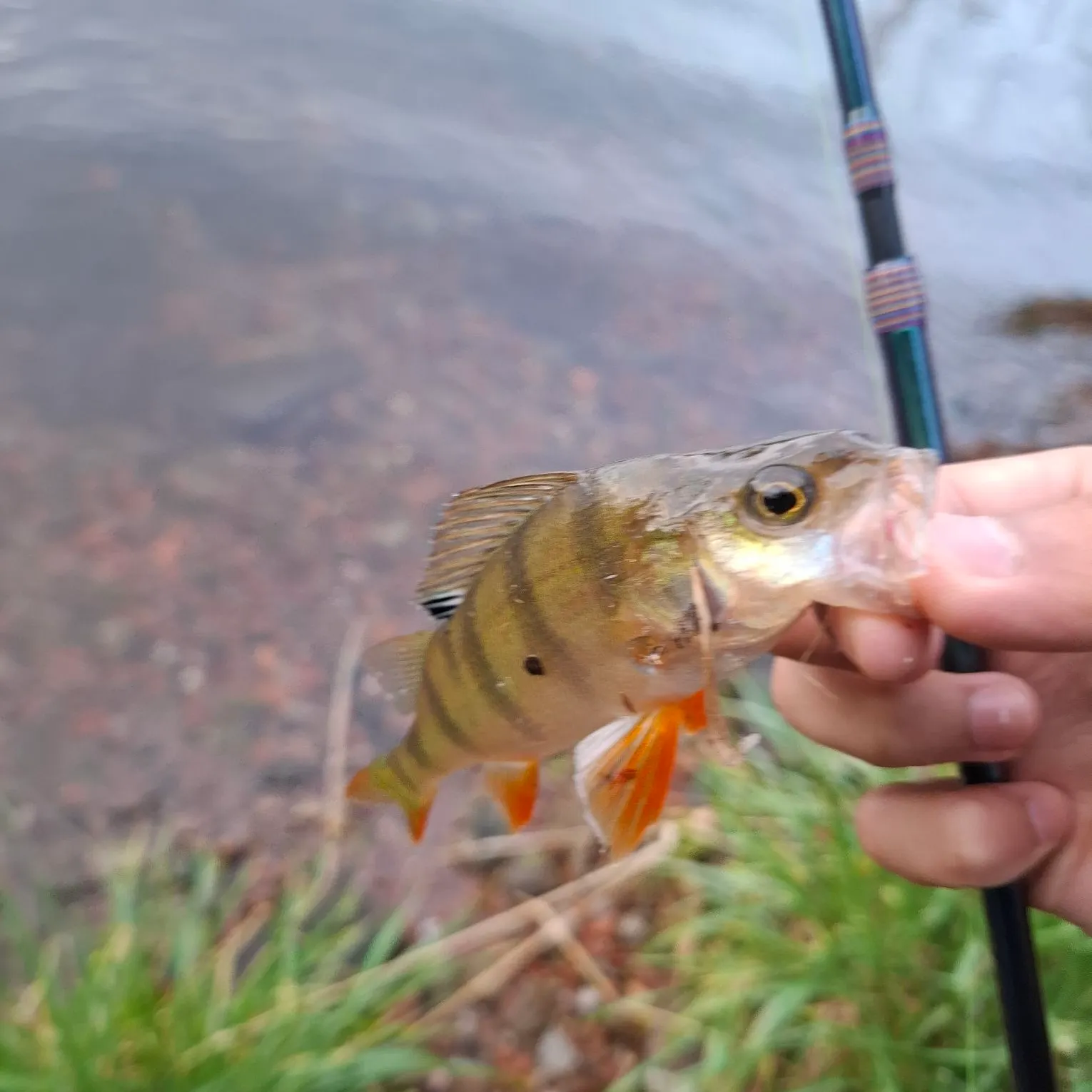 European perch caught on Fishbrain
