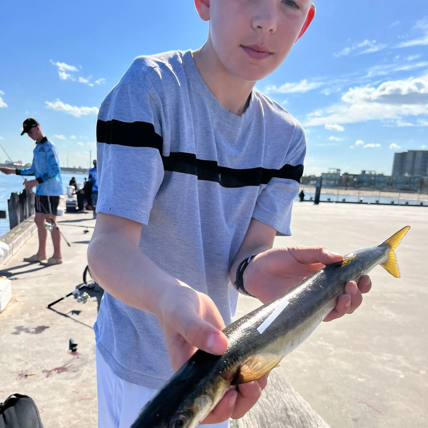 Australian barracuda caught on Fishbrain