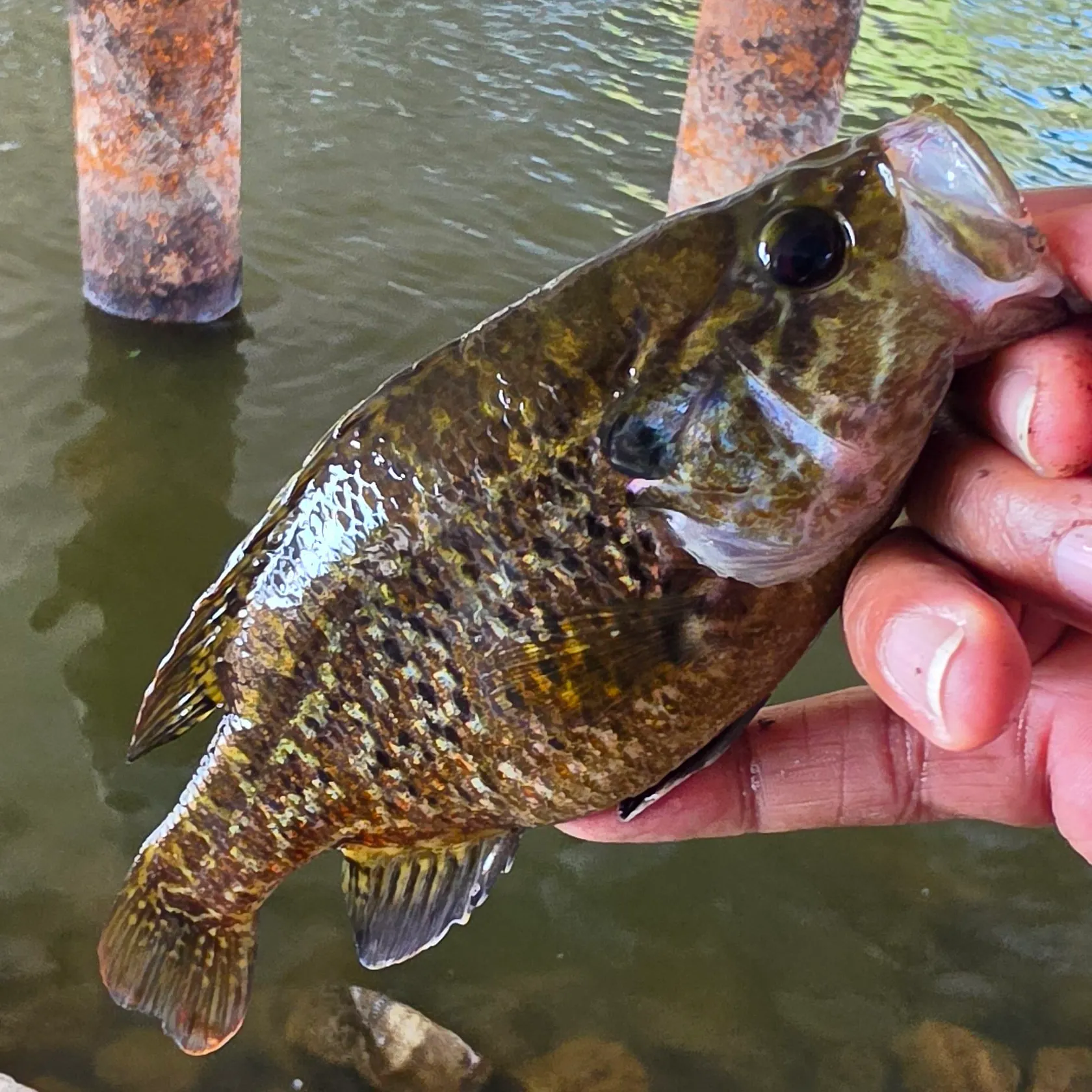 Warmouth caught on Fishbrain