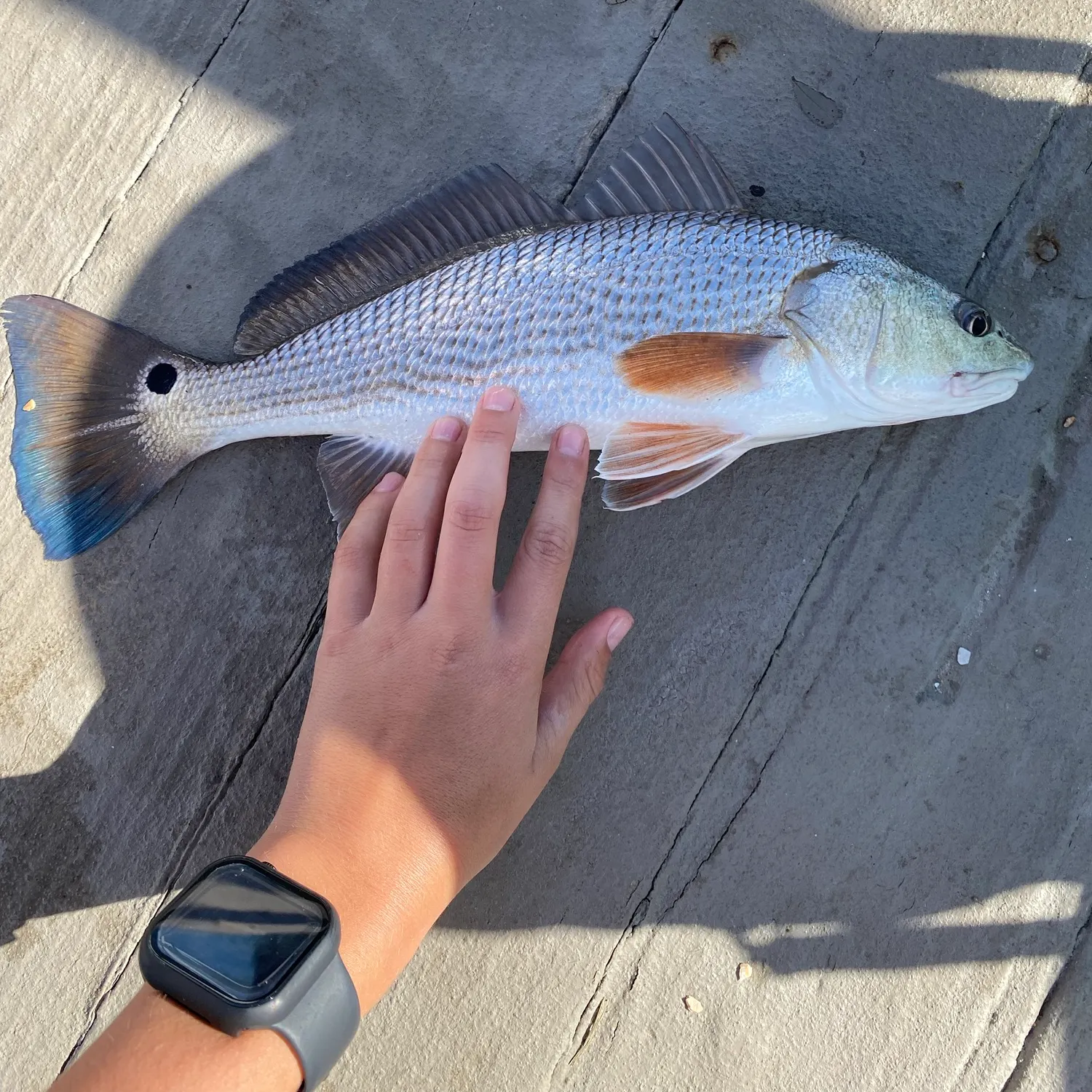 Red drum caught on Fishbrain