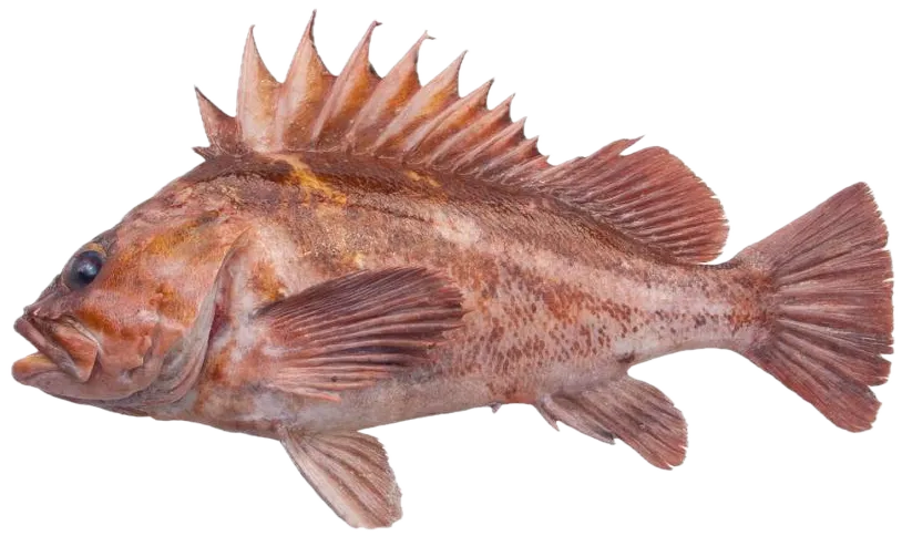 Copper rockfish