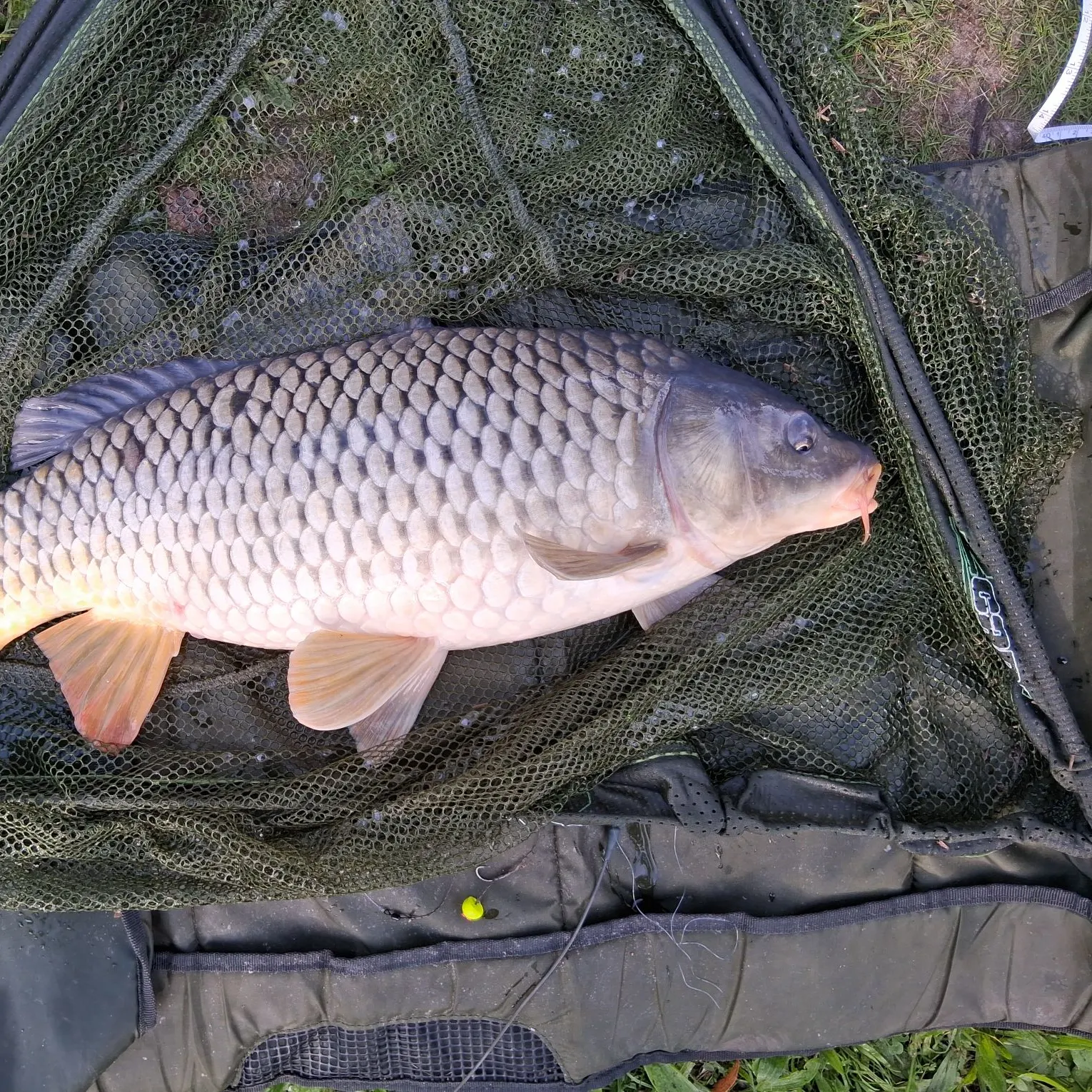 Common carp caught on Fishbrain