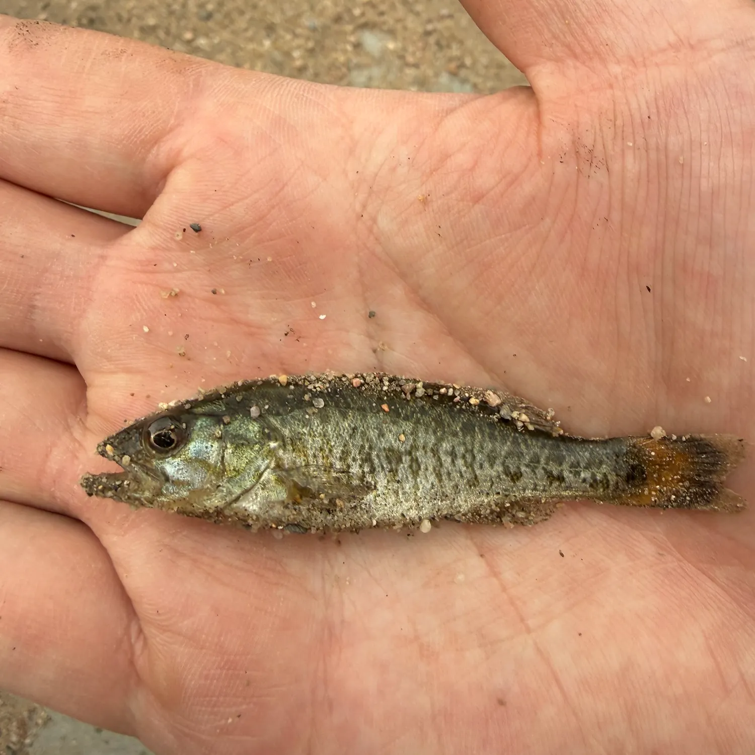 Smallmouth bass caught on Fishbrain