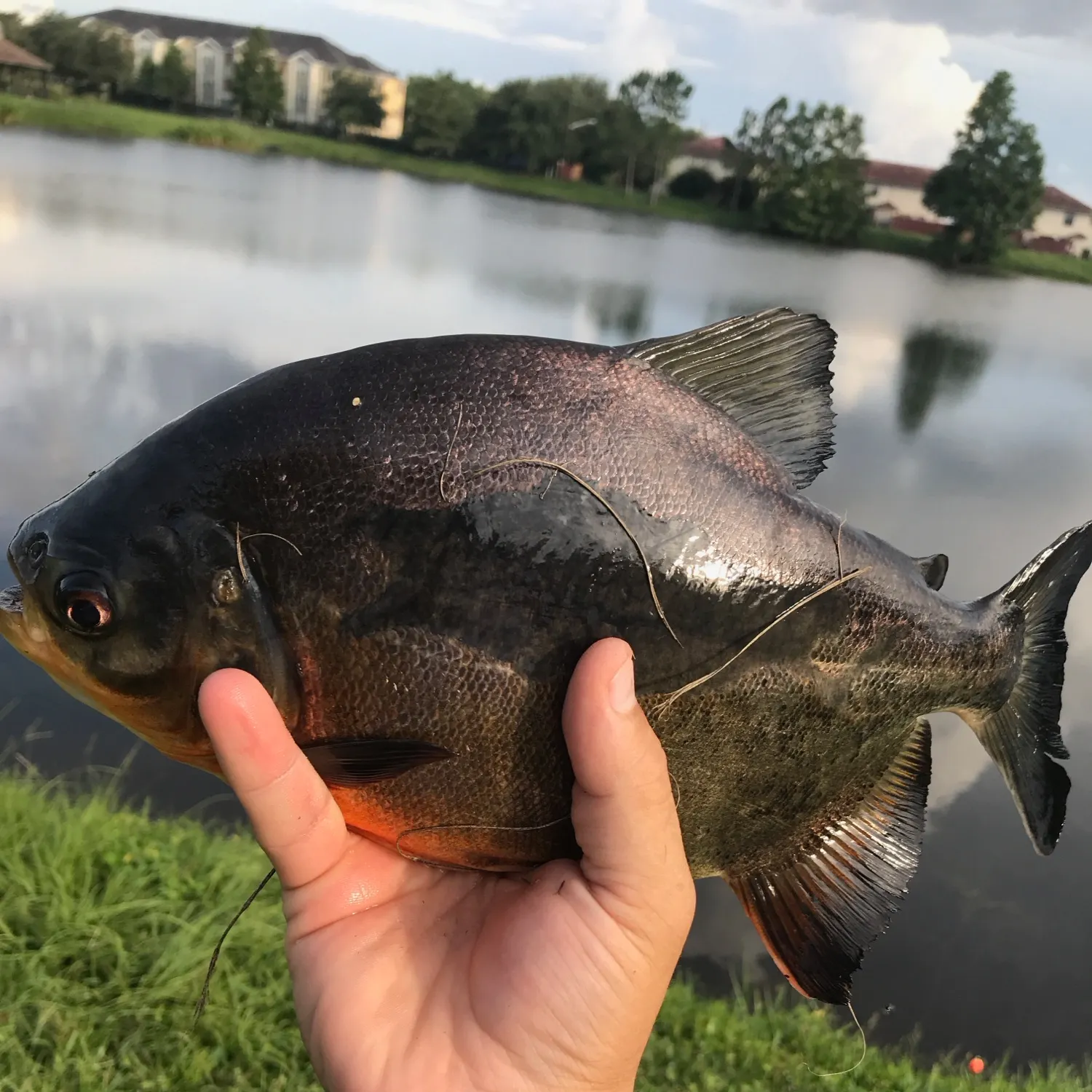 The most recent Small-scaled pacu catches on Fishbrain