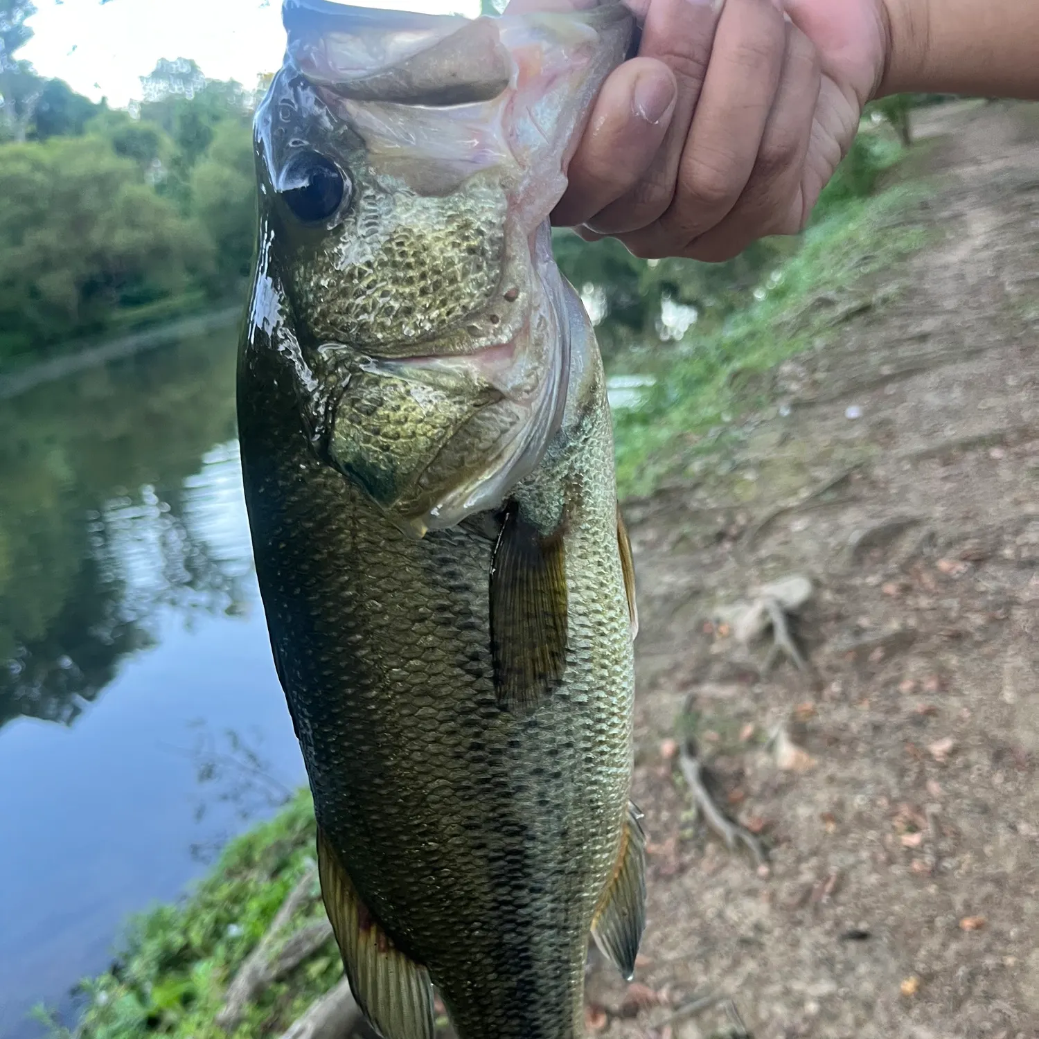 Largemouth bass caught on Fishbrain