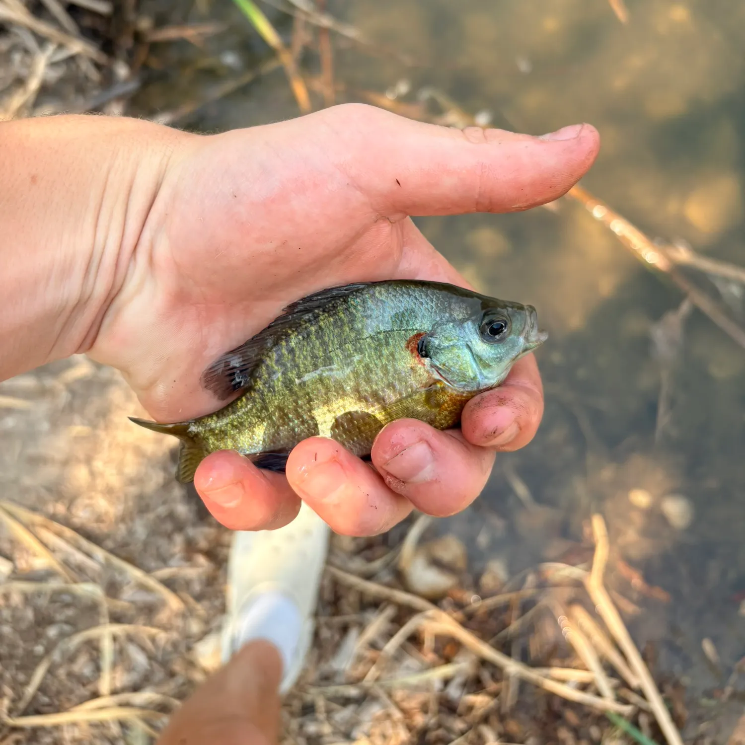 Bluegill caught on Fishbrain