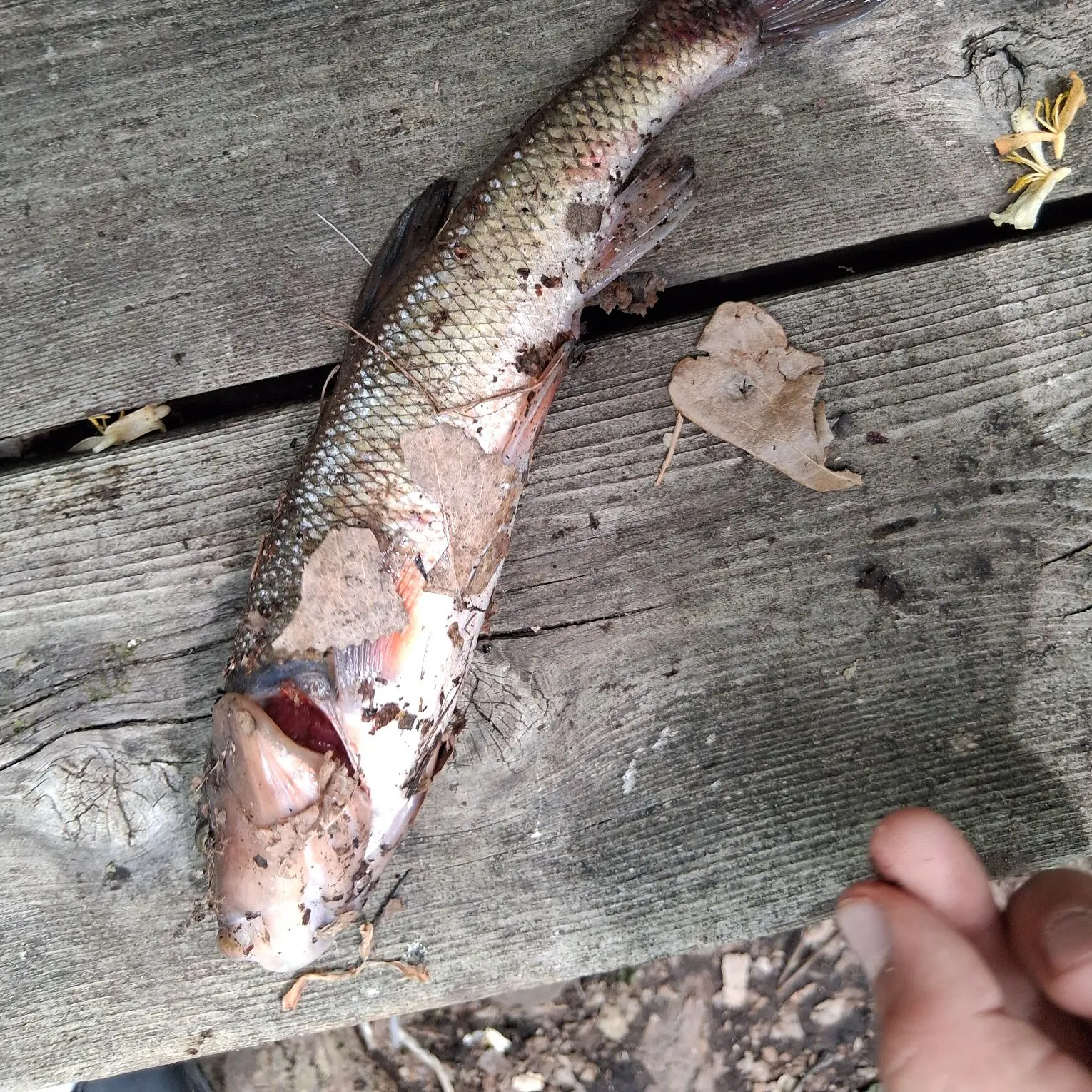 The most recent European chub catches on Fishbrain