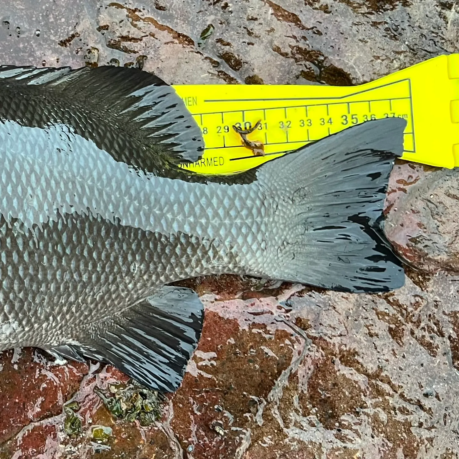 The most recent Black drummer catches on Fishbrain