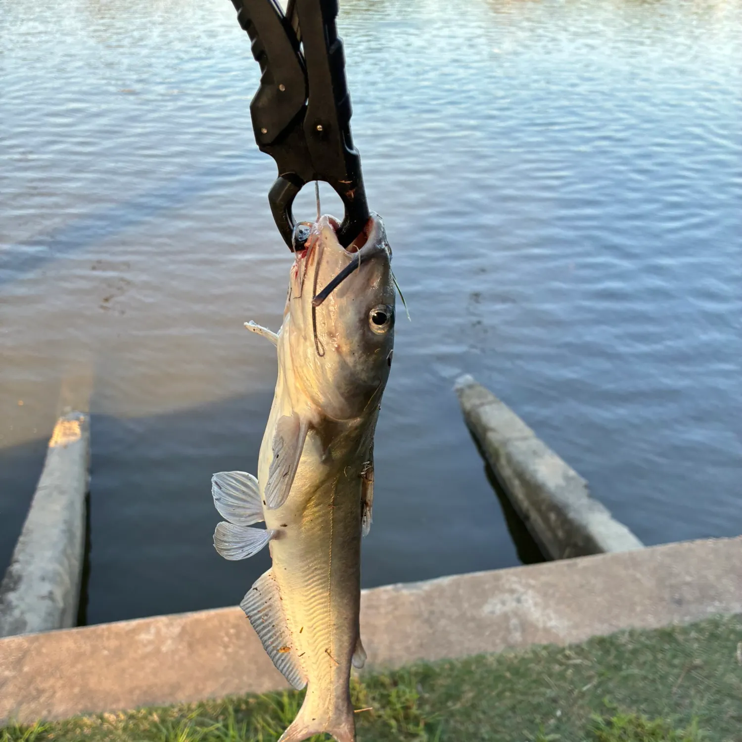Channel catfish caught on Fishbrain