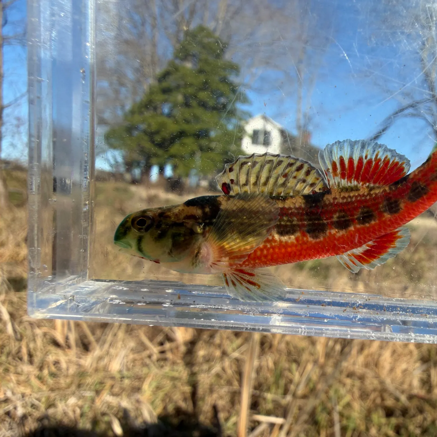 The most recent Tennessee snubnose darter catches on Fishbrain