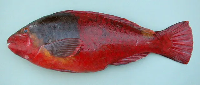 Mediterranean parrotfish