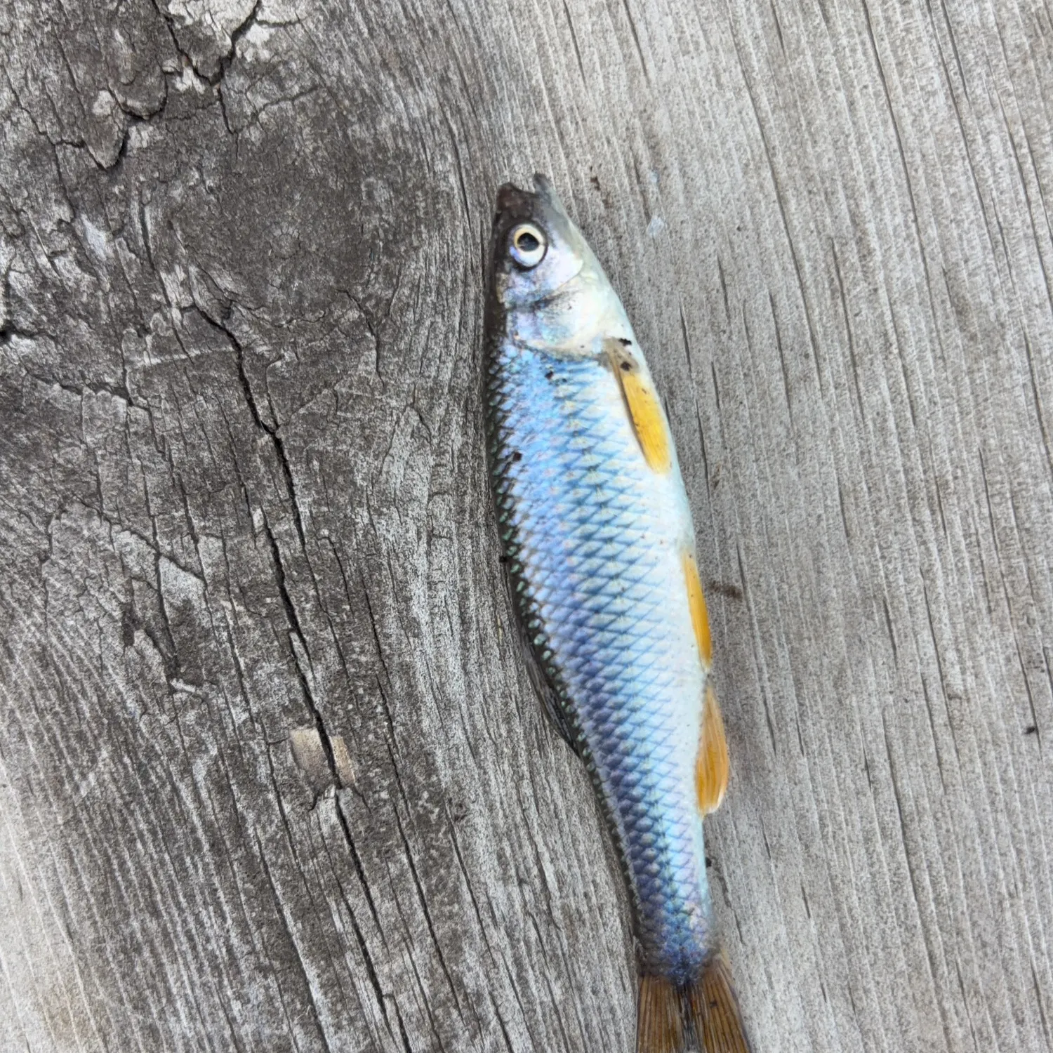 The most recent Spotfin shiner catches on Fishbrain