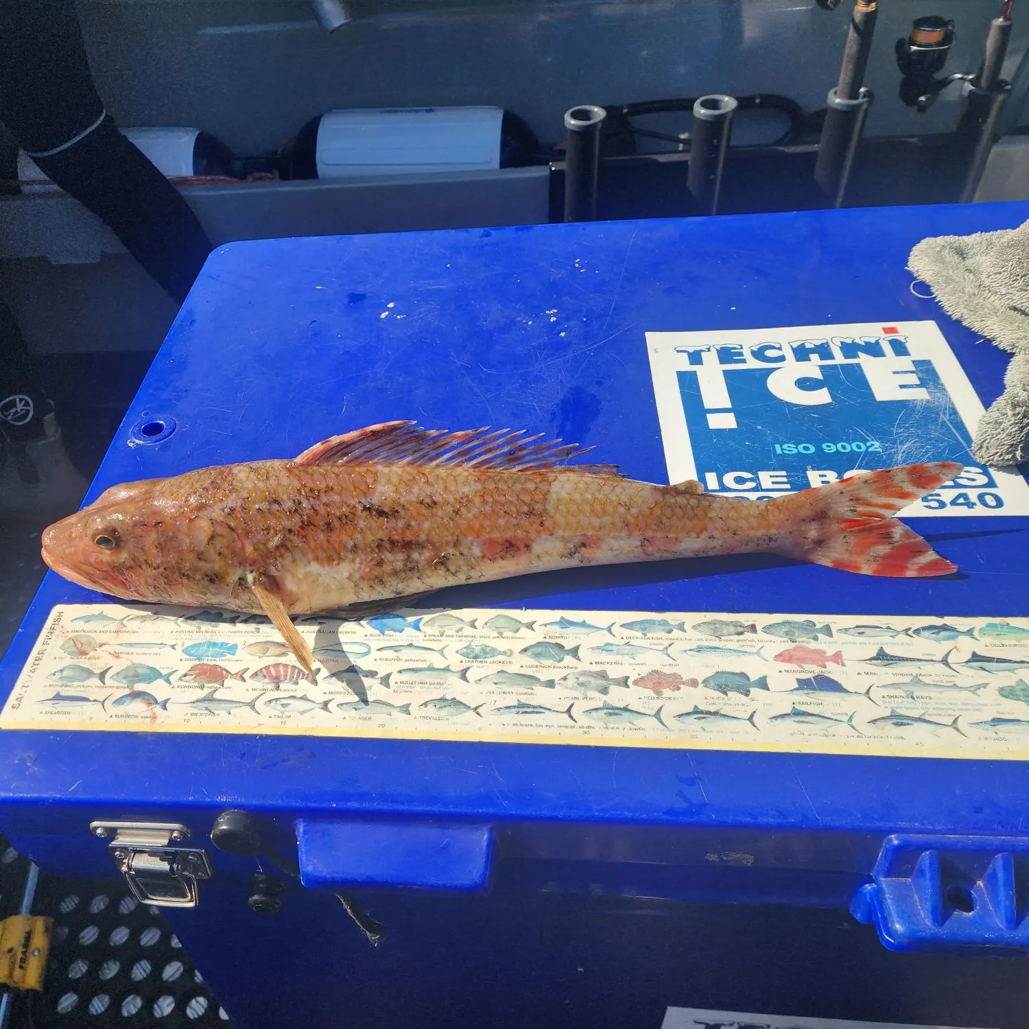 Dusky flathead caught on Fishbrain