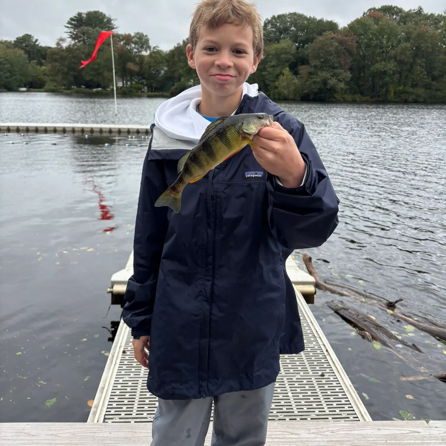 Yellow perch caught on Fishbrain
