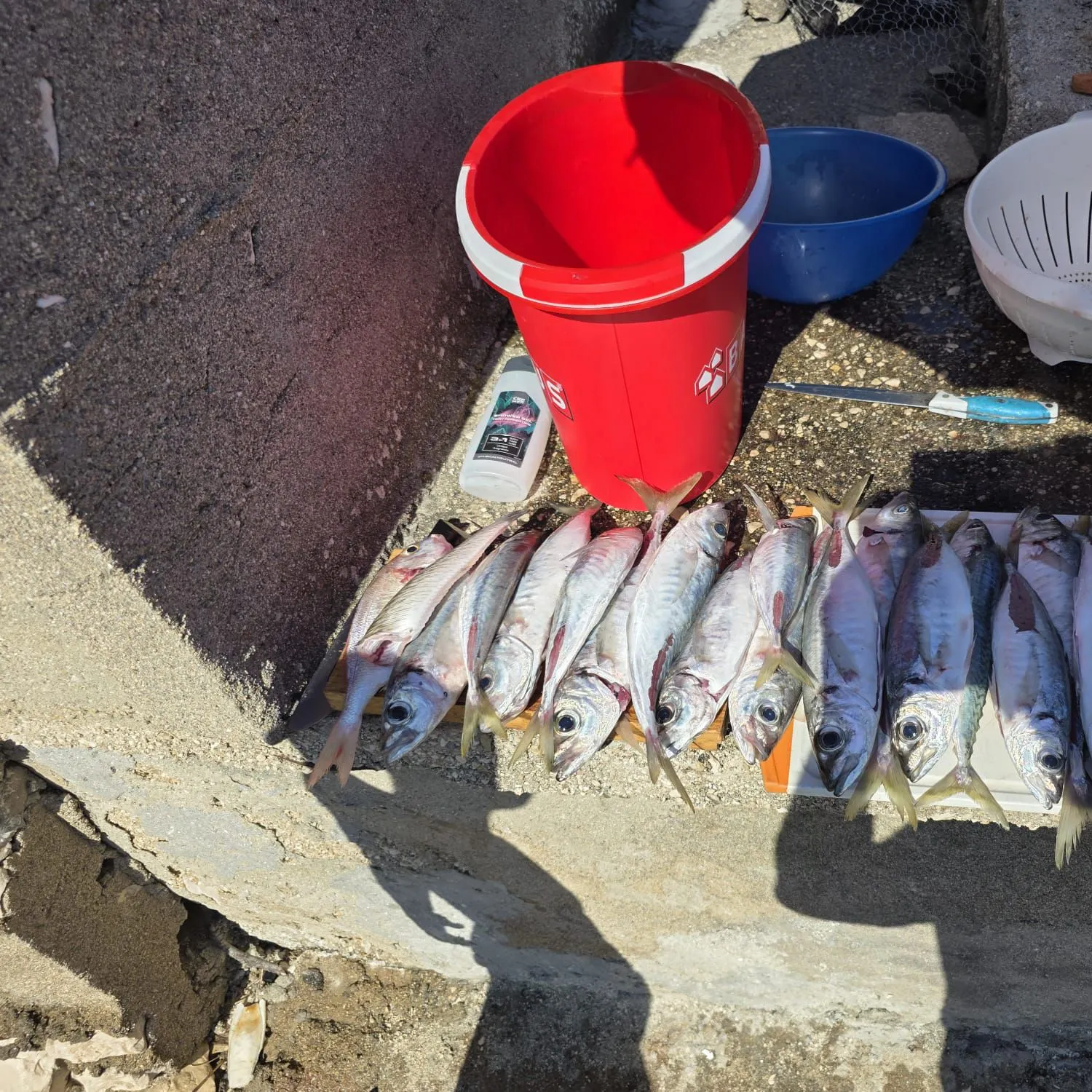 The most recent Mediterranean horse mackerel catches on Fishbrain