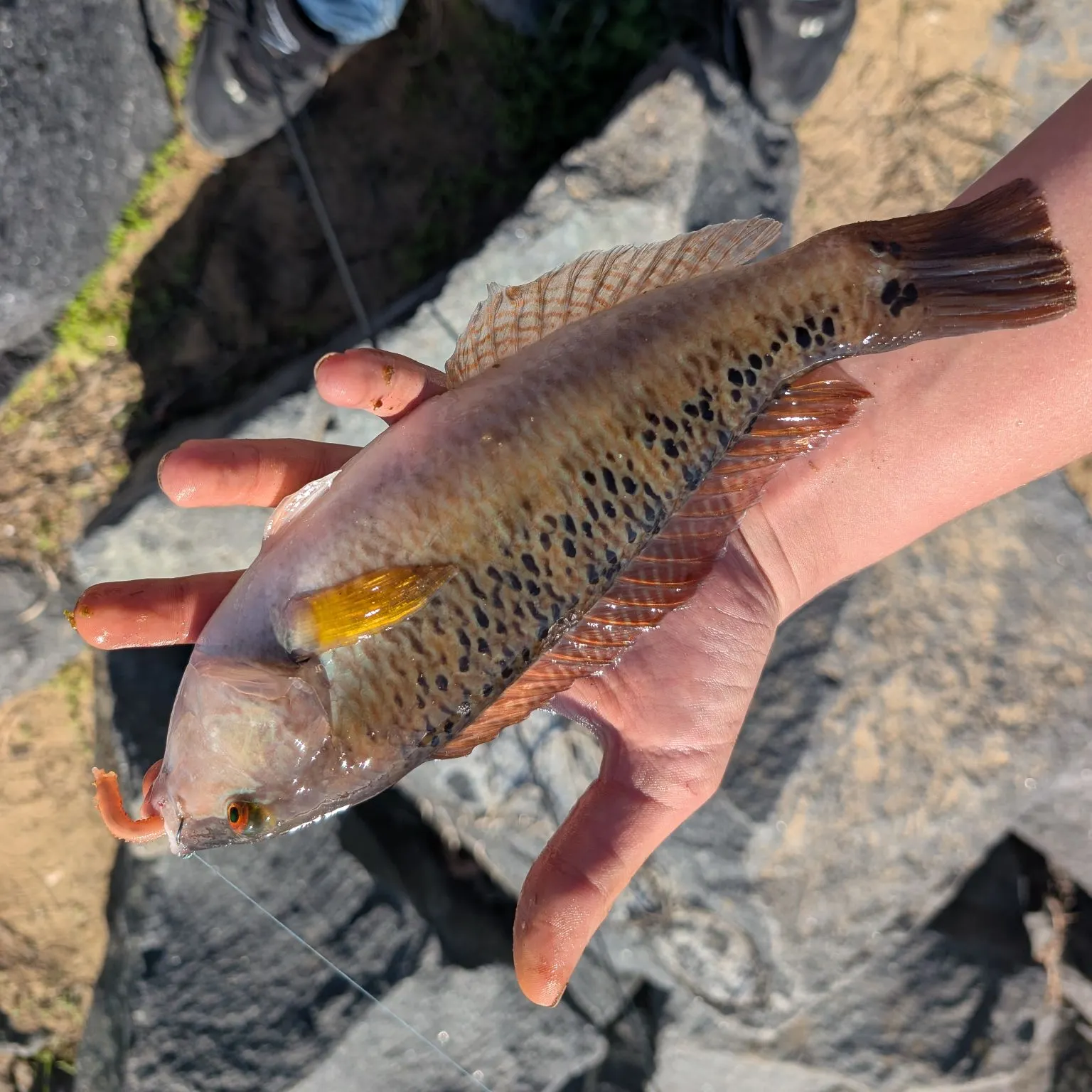 The most recent Rock wrasse catches on Fishbrain