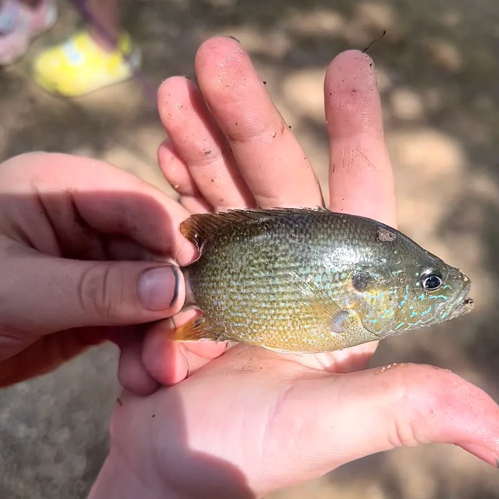 angler catch