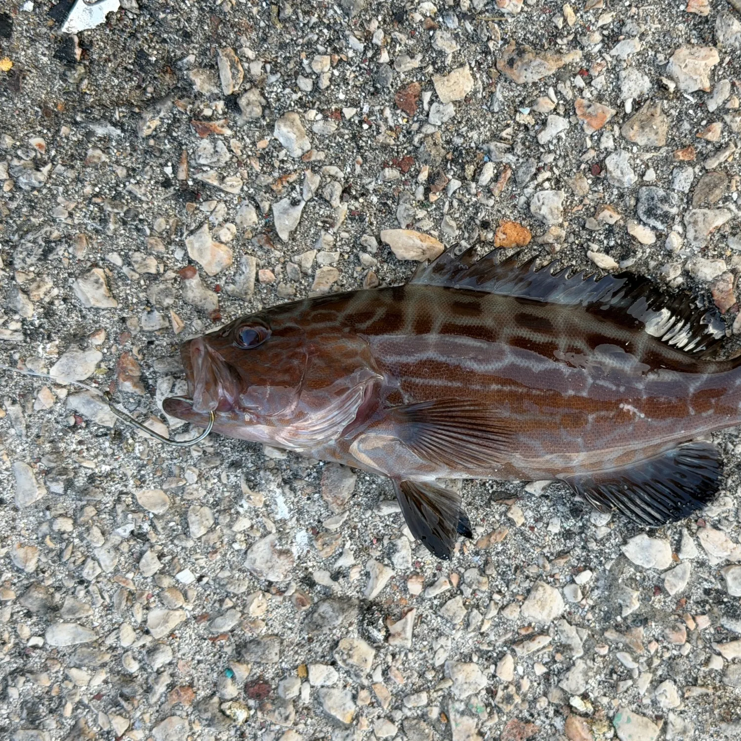 The most recent Black grouper catches on Fishbrain