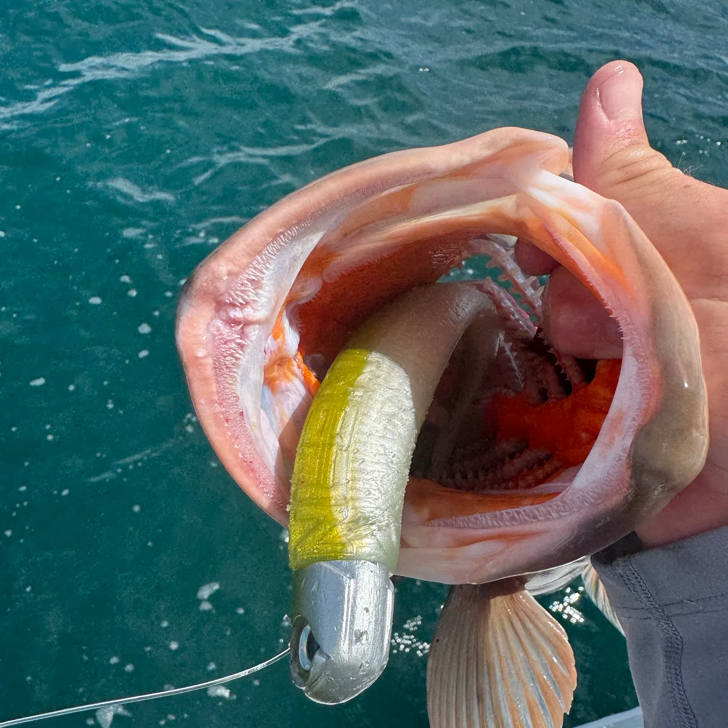 Red grouper caught on Fishbrain