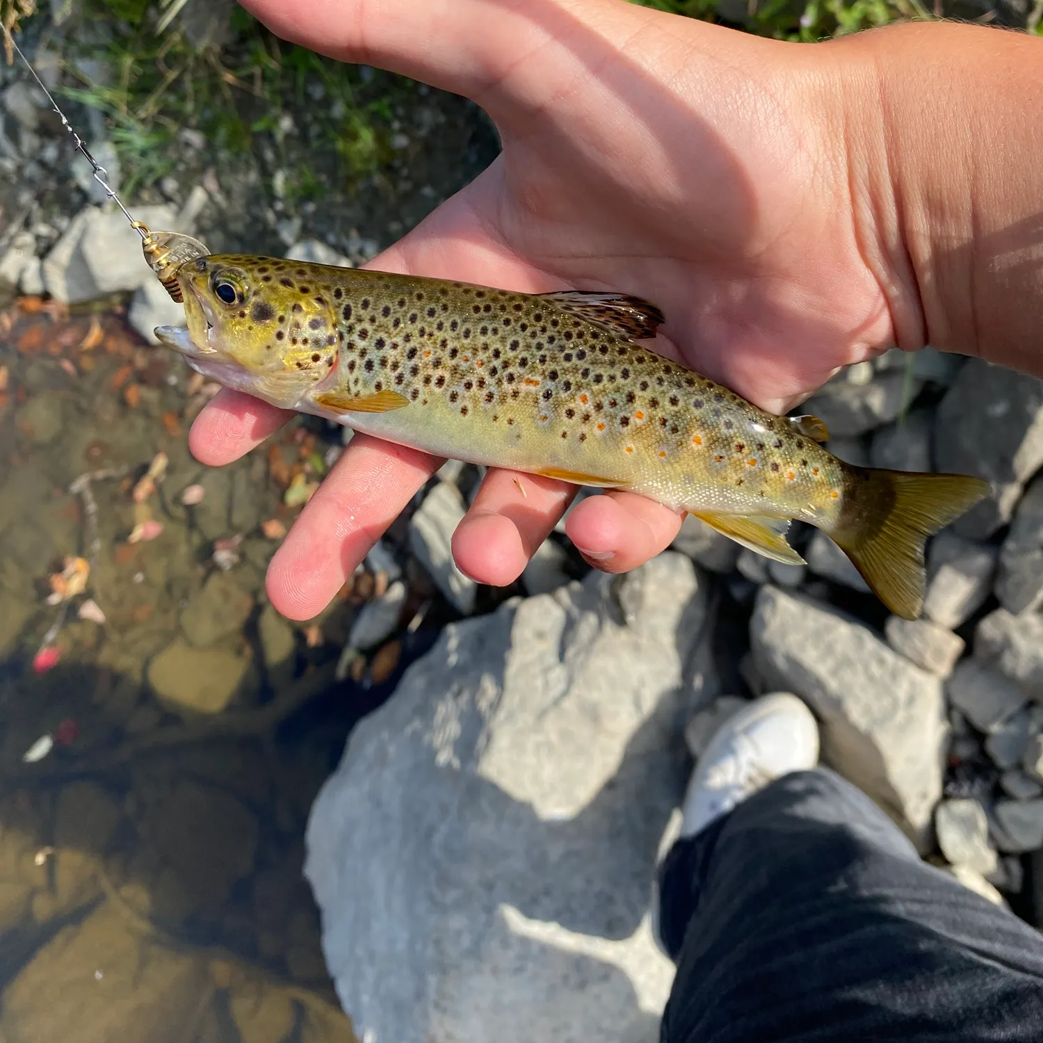 Brown trout caught on Fishbrain