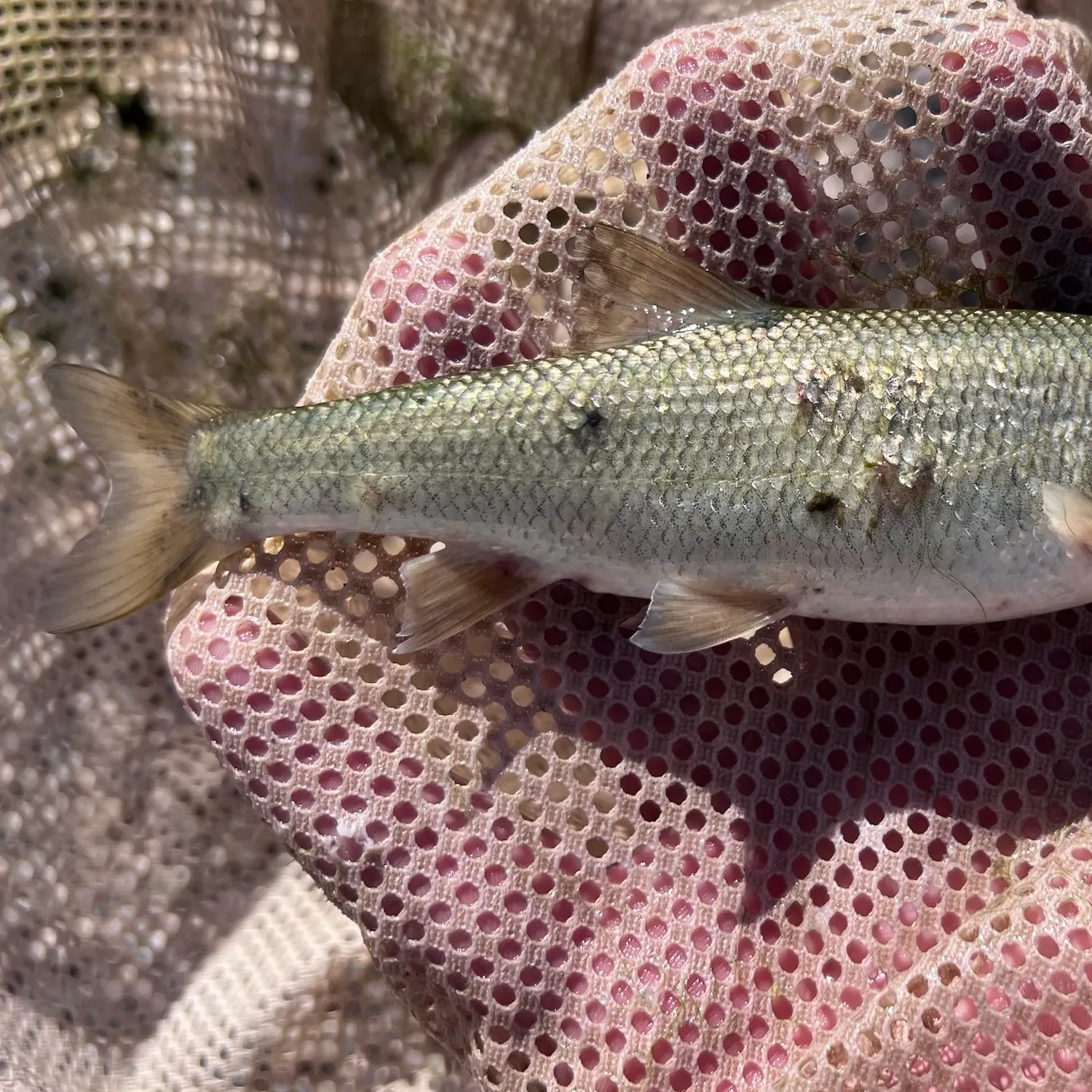The most recent Utah chub catches on Fishbrain