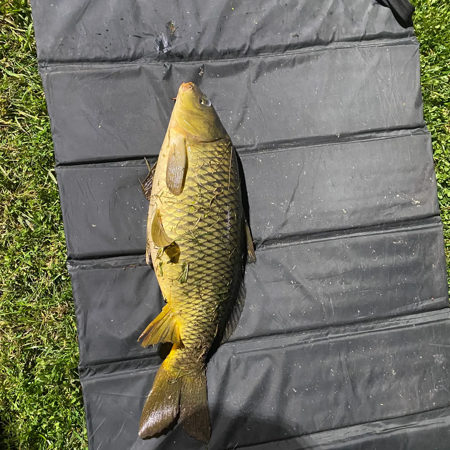 Common carp caught on Fishbrain