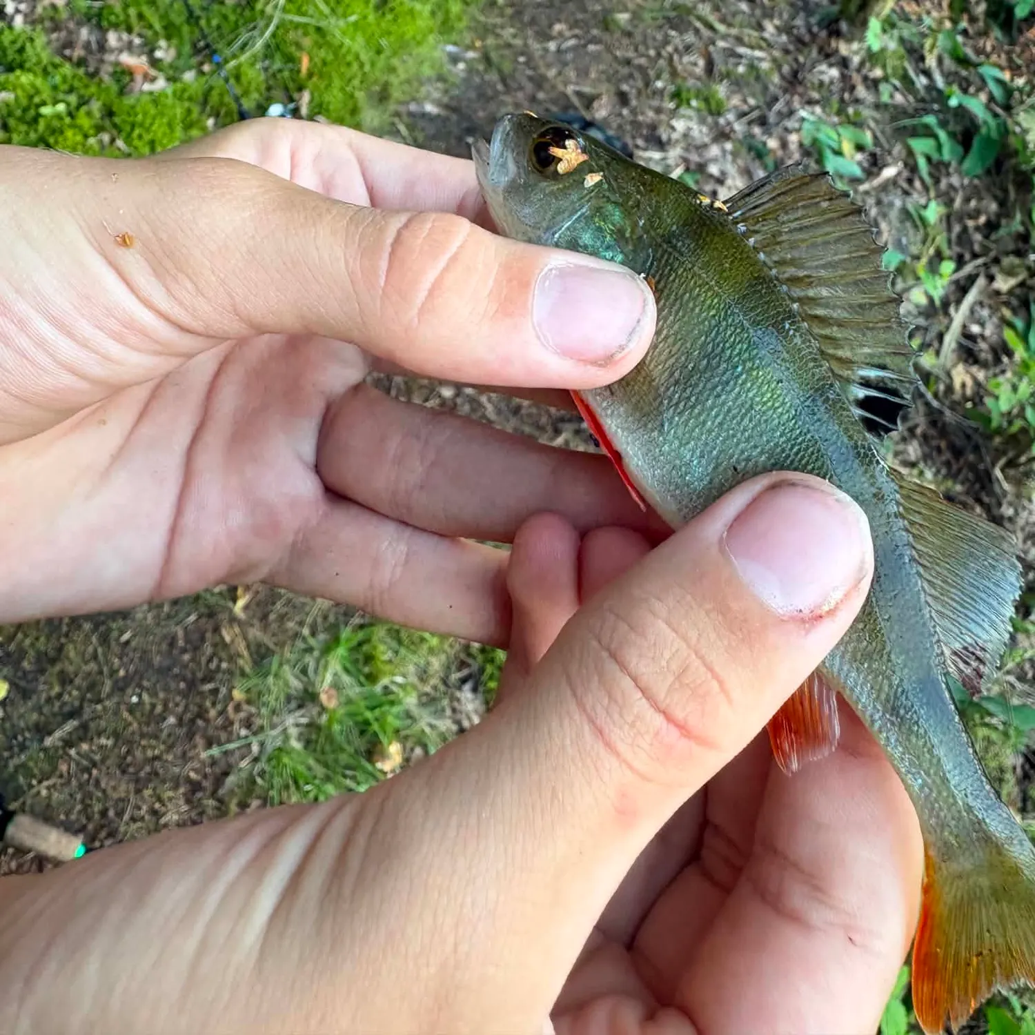 European perch caught on Fishbrain