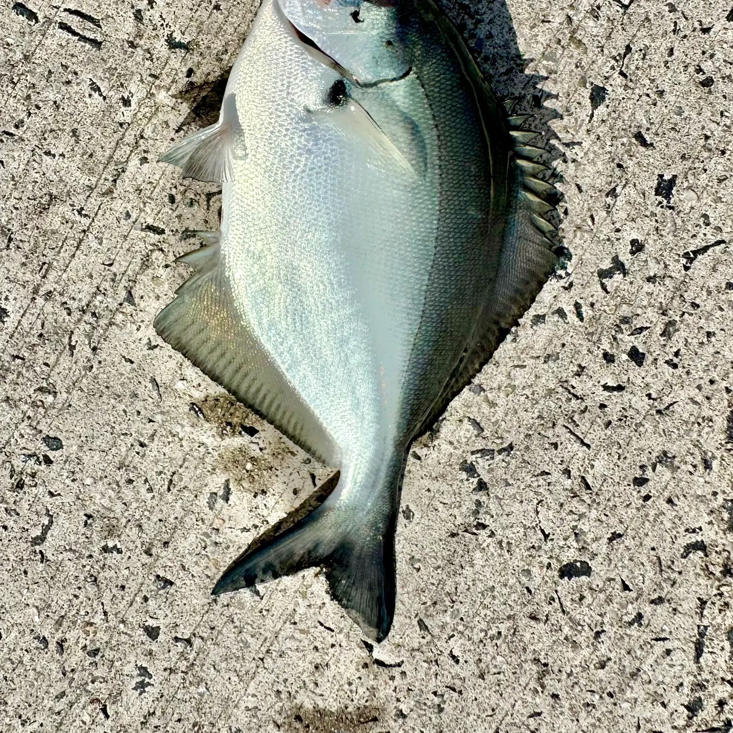 The most recent Silver sweep catches on Fishbrain